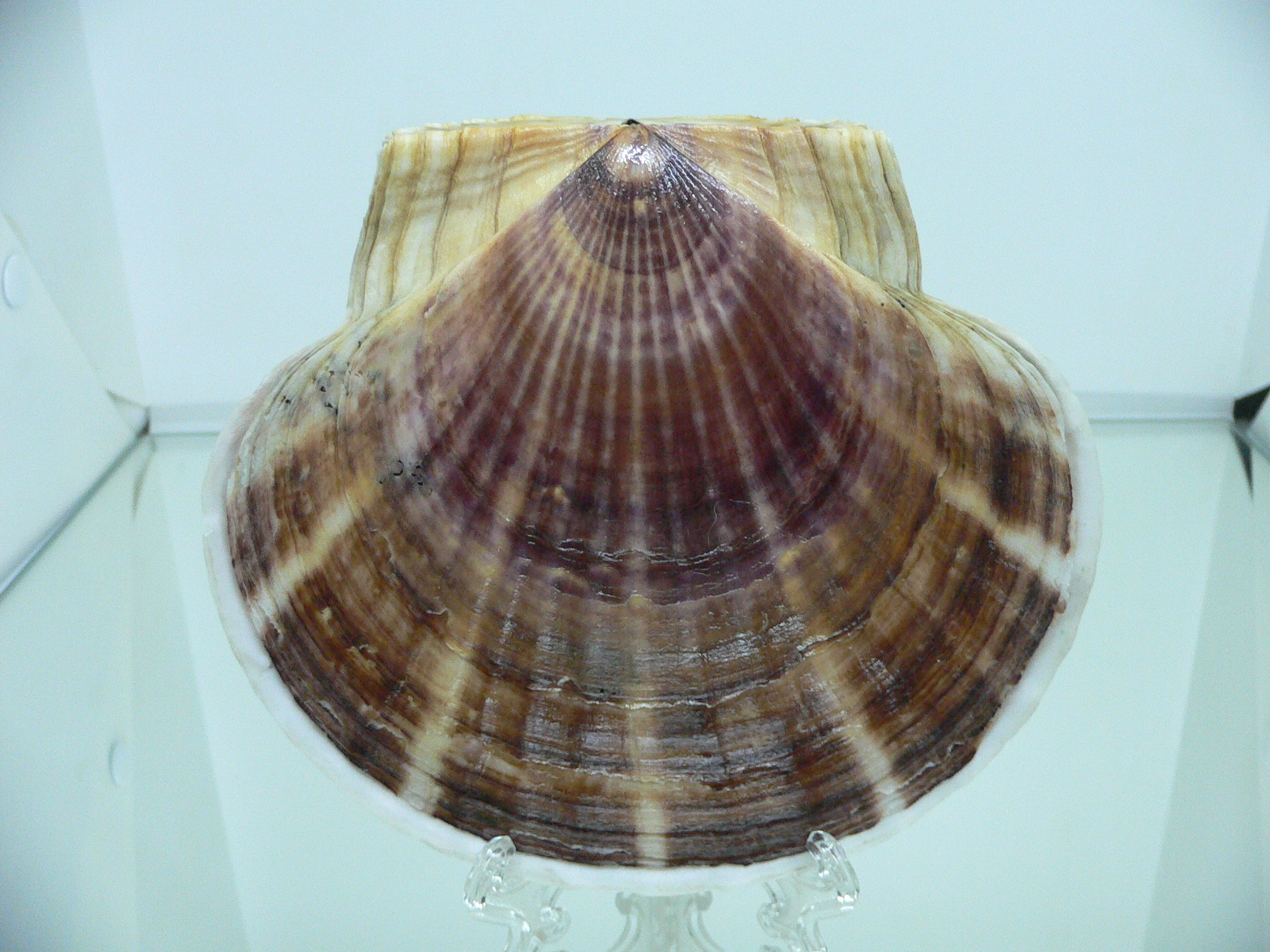 Patinopecten yessoensis YELLOW
