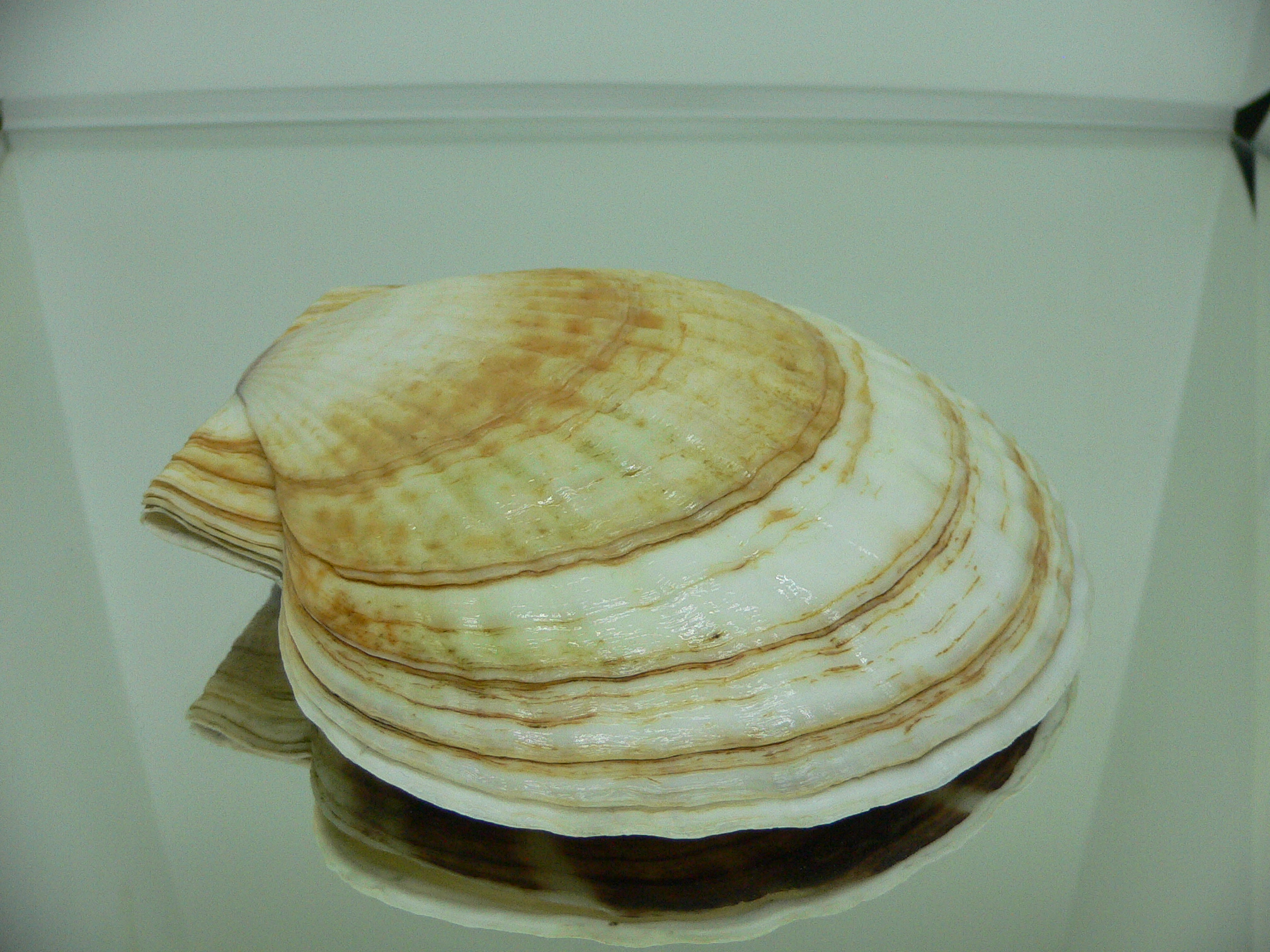 Patinopecten yessoensis YELLOW