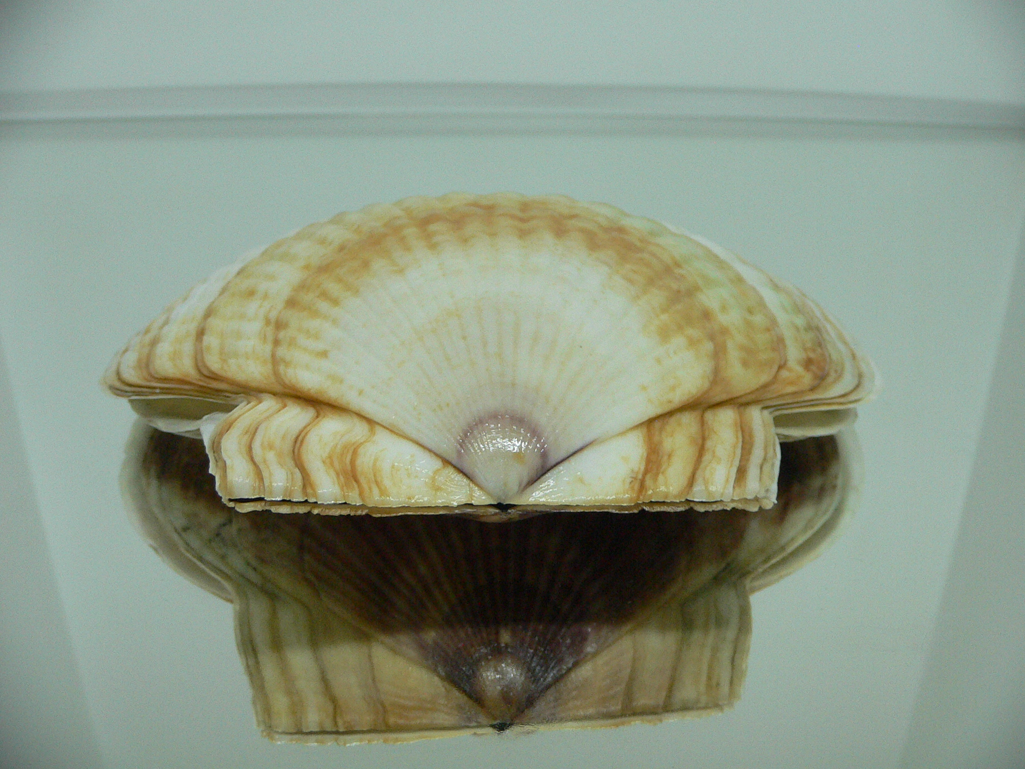 Patinopecten yessoensis YELLOW