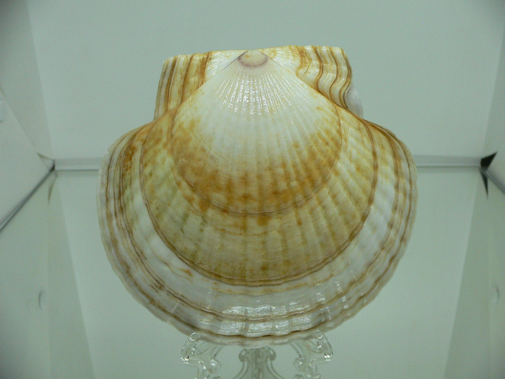 Patinopecten yessoensis YELLOW