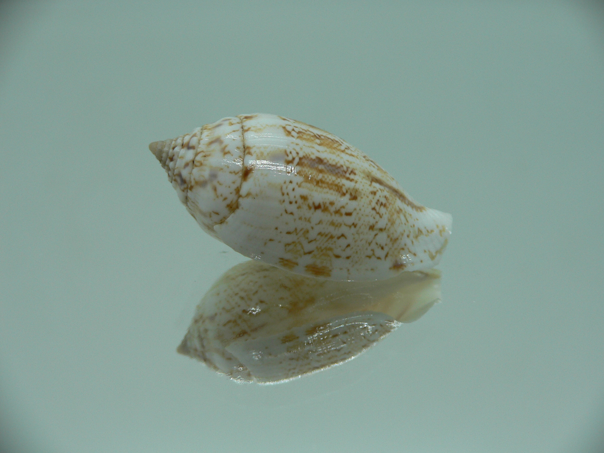 Canarium maculatum depauperatum (var.) RARE & BIG