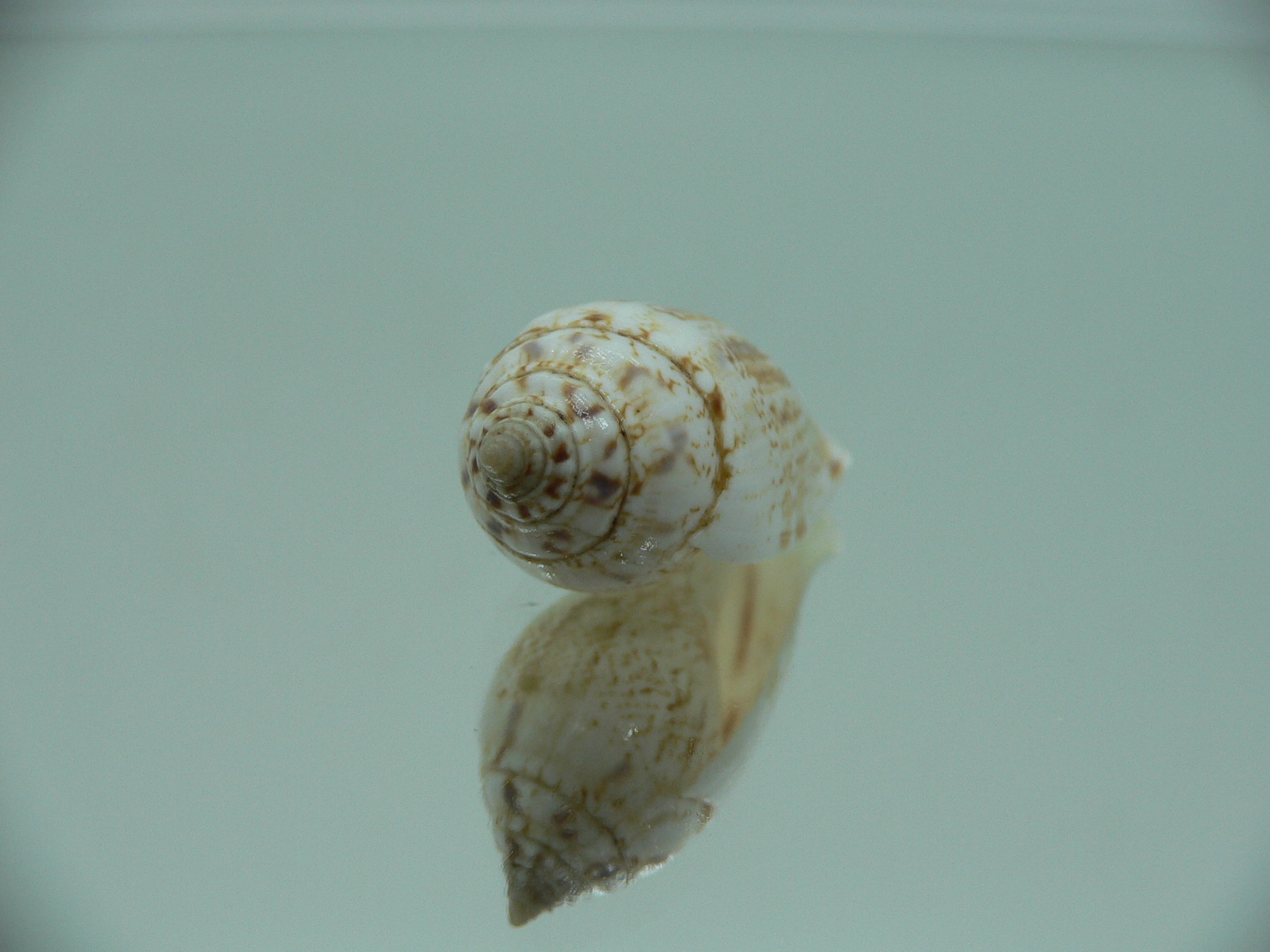 Canarium maculatum depauperatum (var.) RARE & BIG