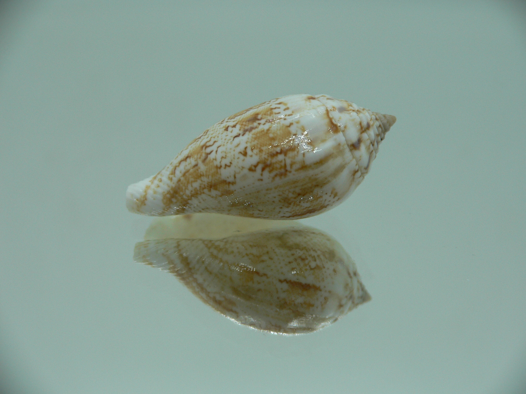 Canarium maculatum depauperatum (var.) RARE & BIG