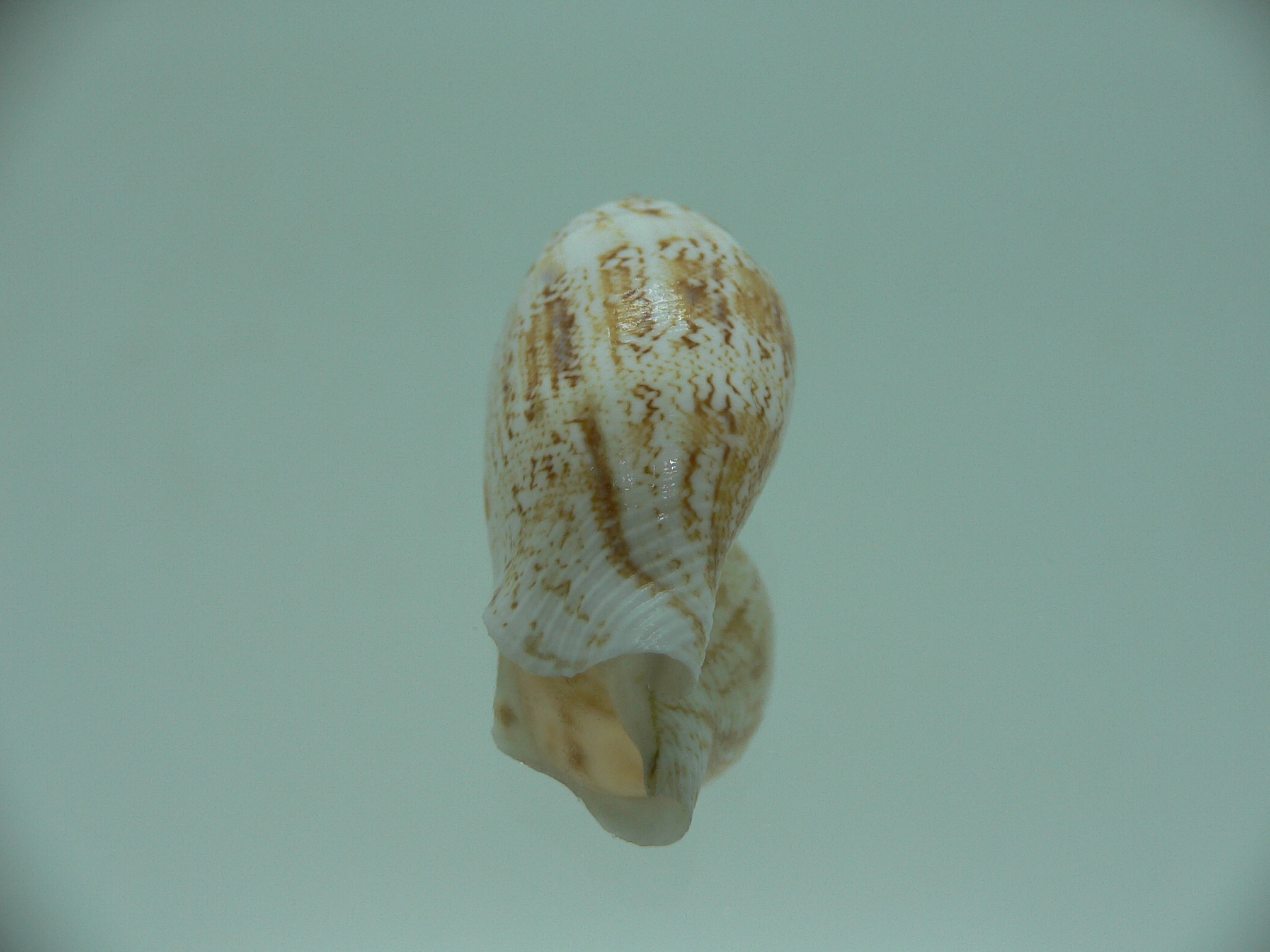 Canarium maculatum depauperatum (var.) RARE & BIG
