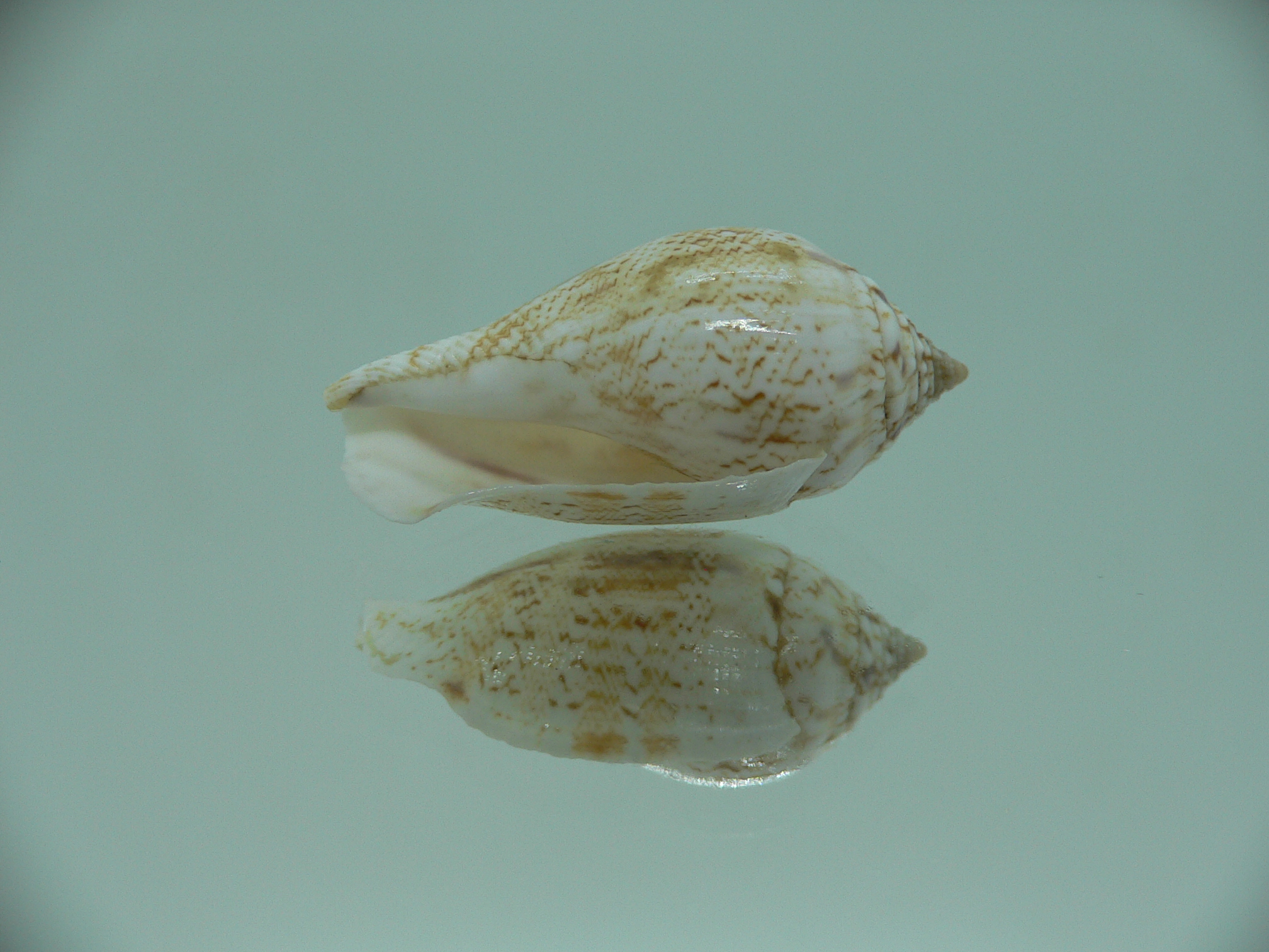 Canarium maculatum depauperatum (var.) RARE & BIG