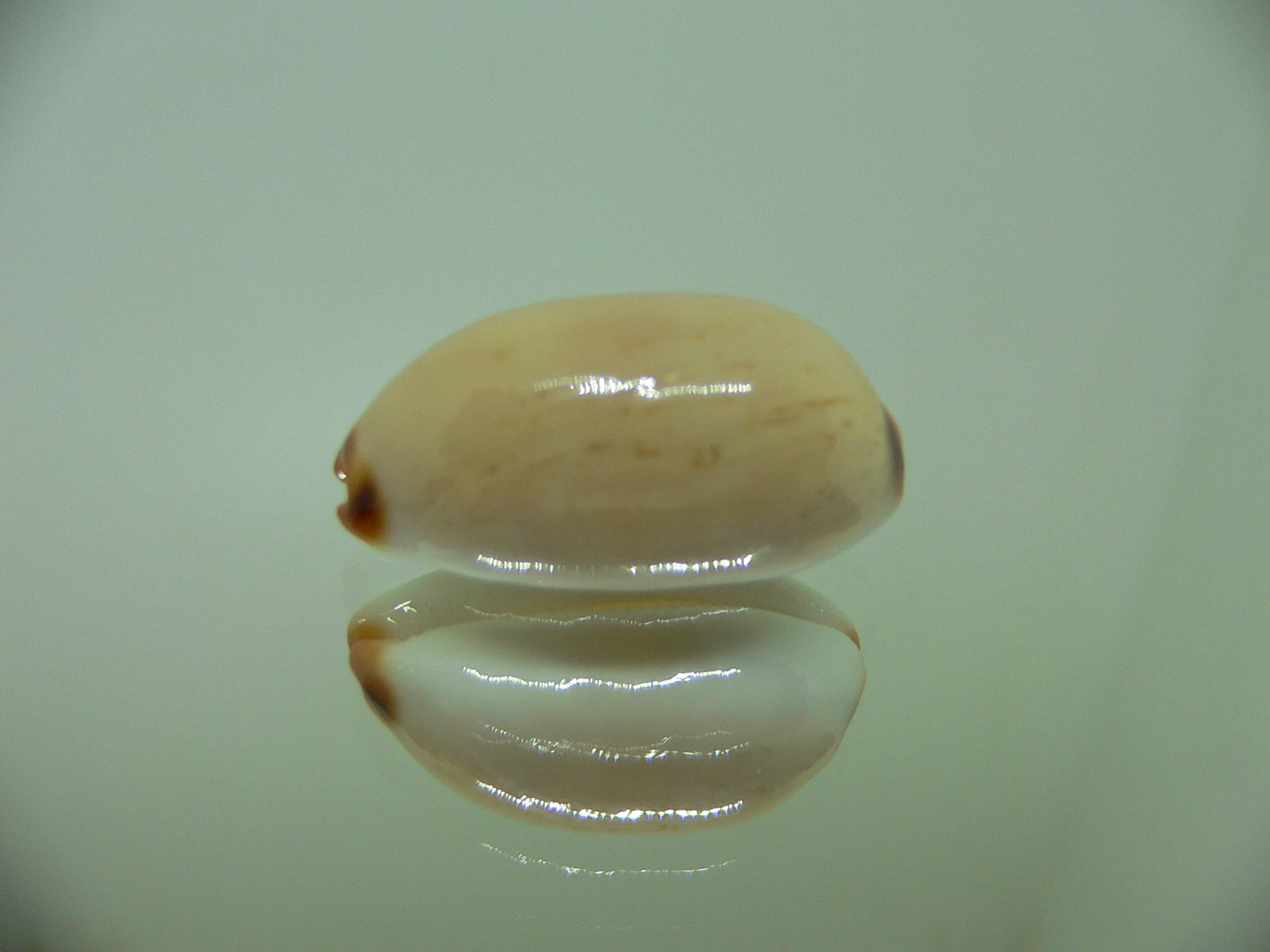 Cypraea isabella gilvella (var.)