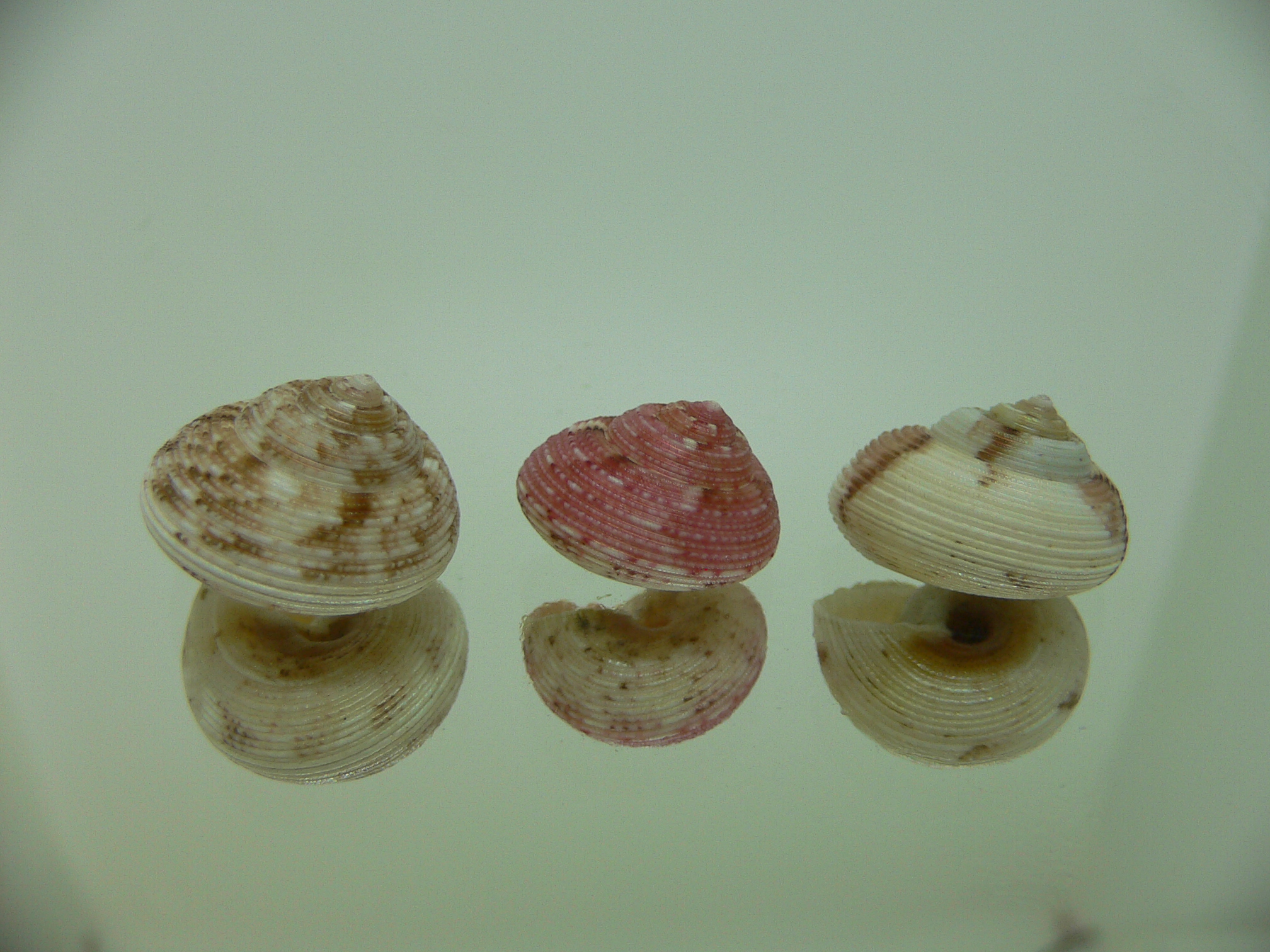 Monilea belcheri (комплект)