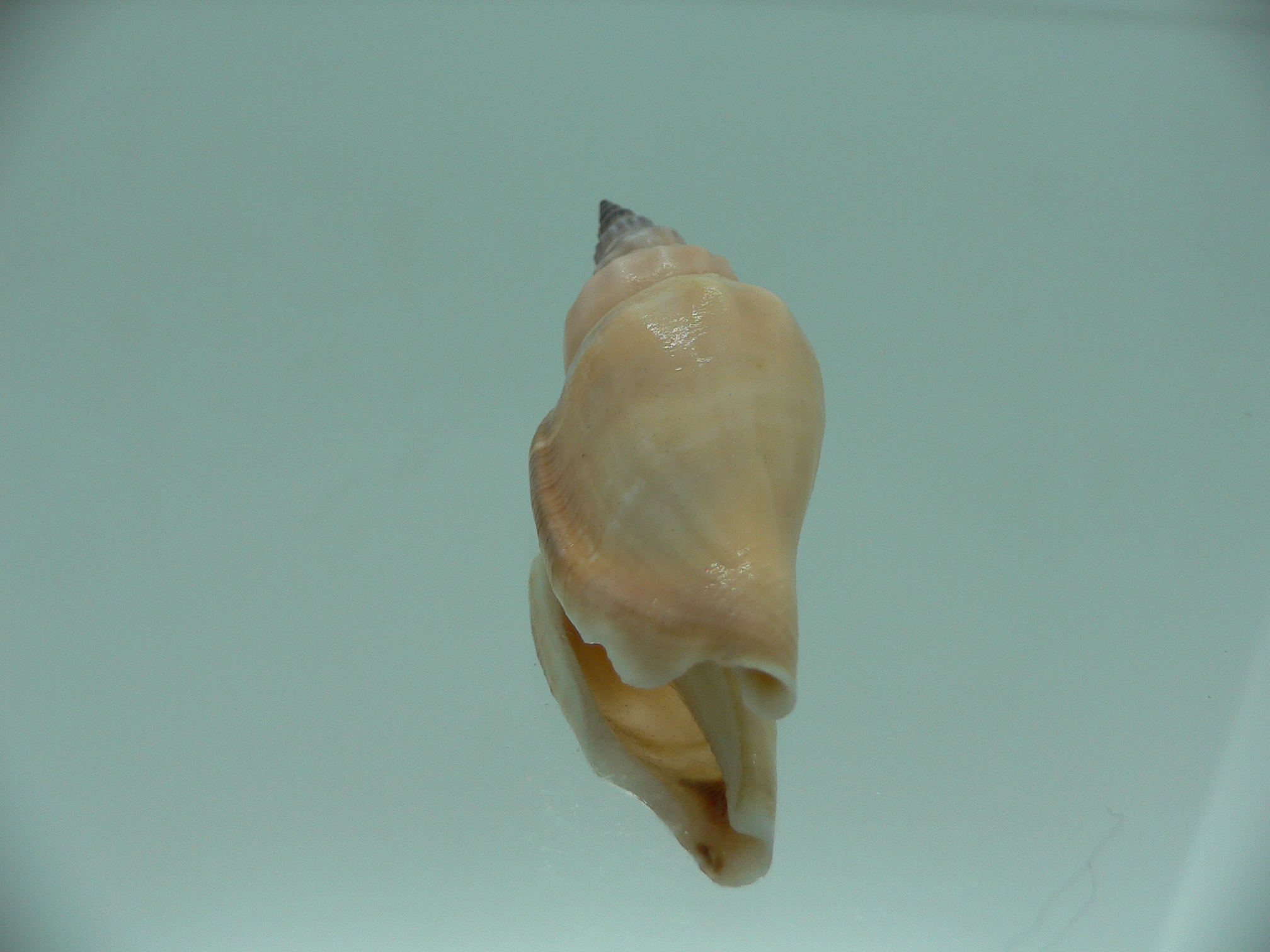 Strombus urceus urceus PINK & FREAK