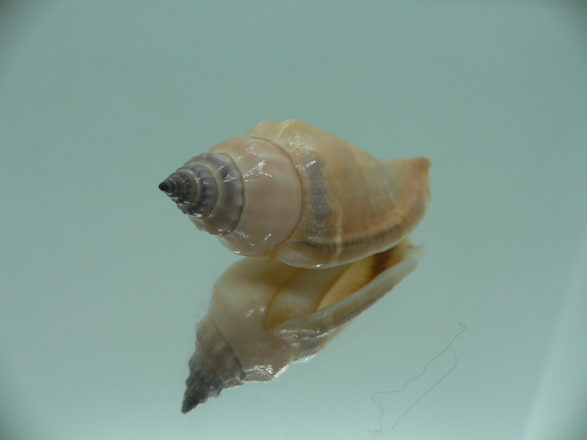 Strombus urceus urceus PINK & FREAK