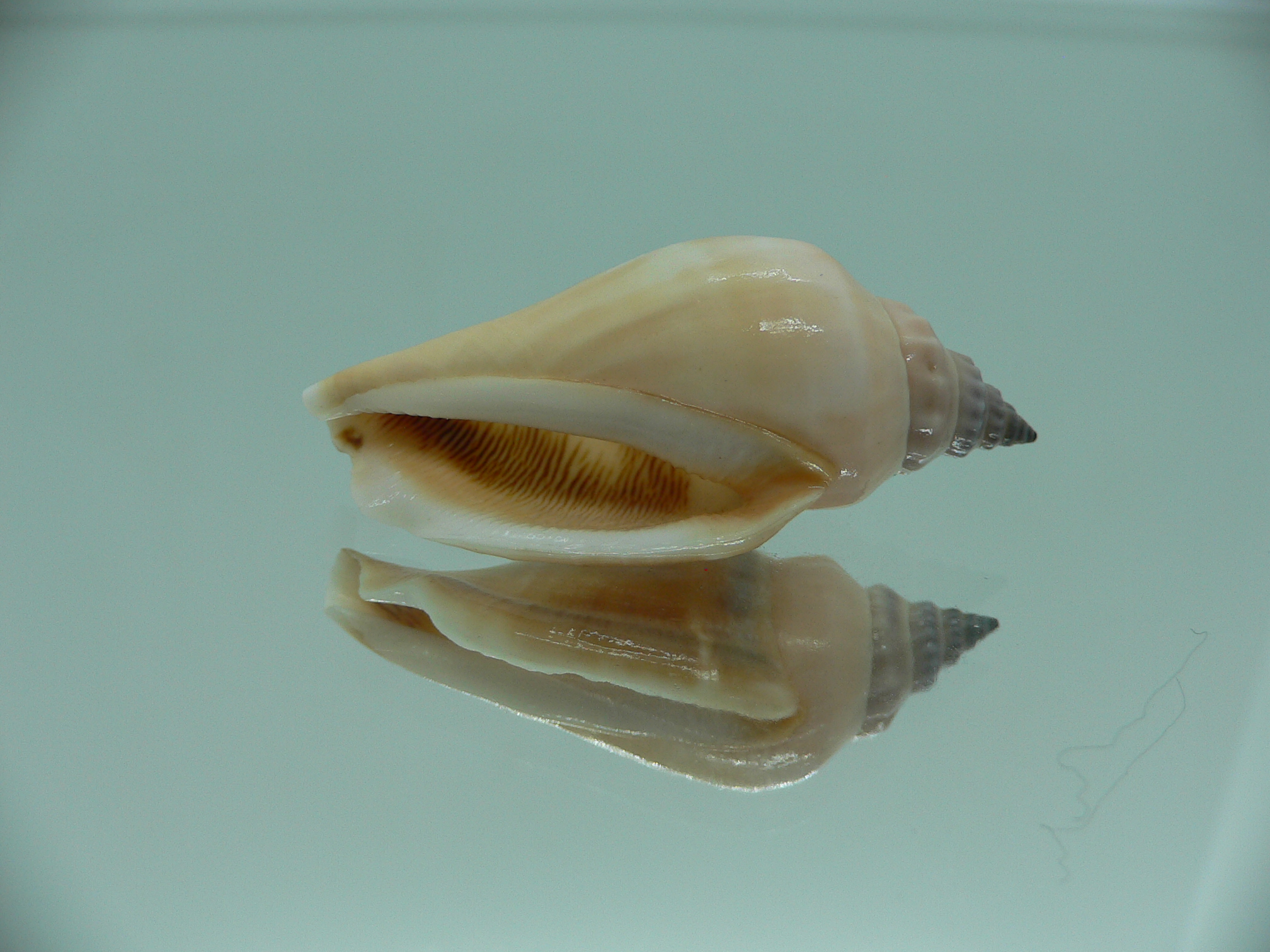 Strombus urceus urceus PINK & FREAK