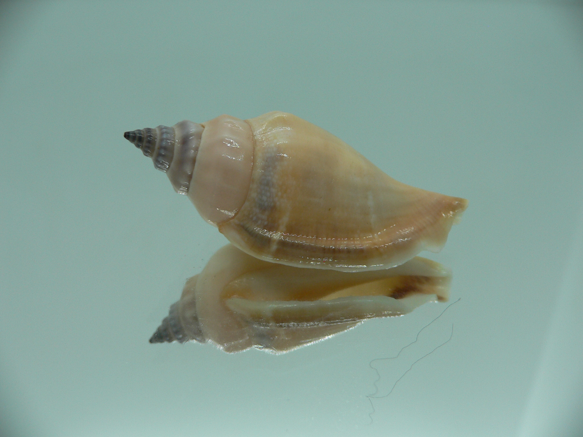 Strombus urceus urceus PINK & FREAK