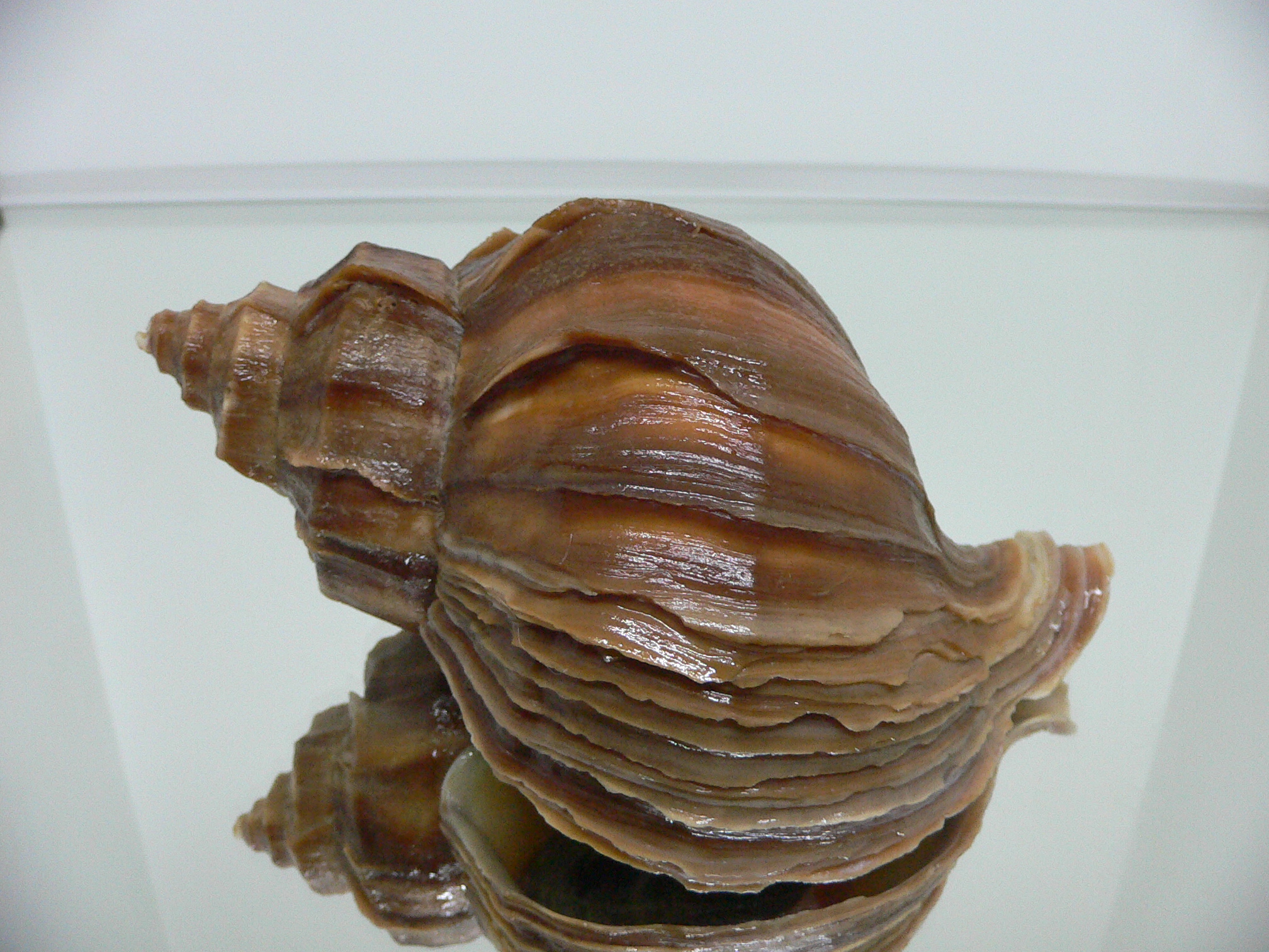 Neptunea polycostata polycostata TERRACOT