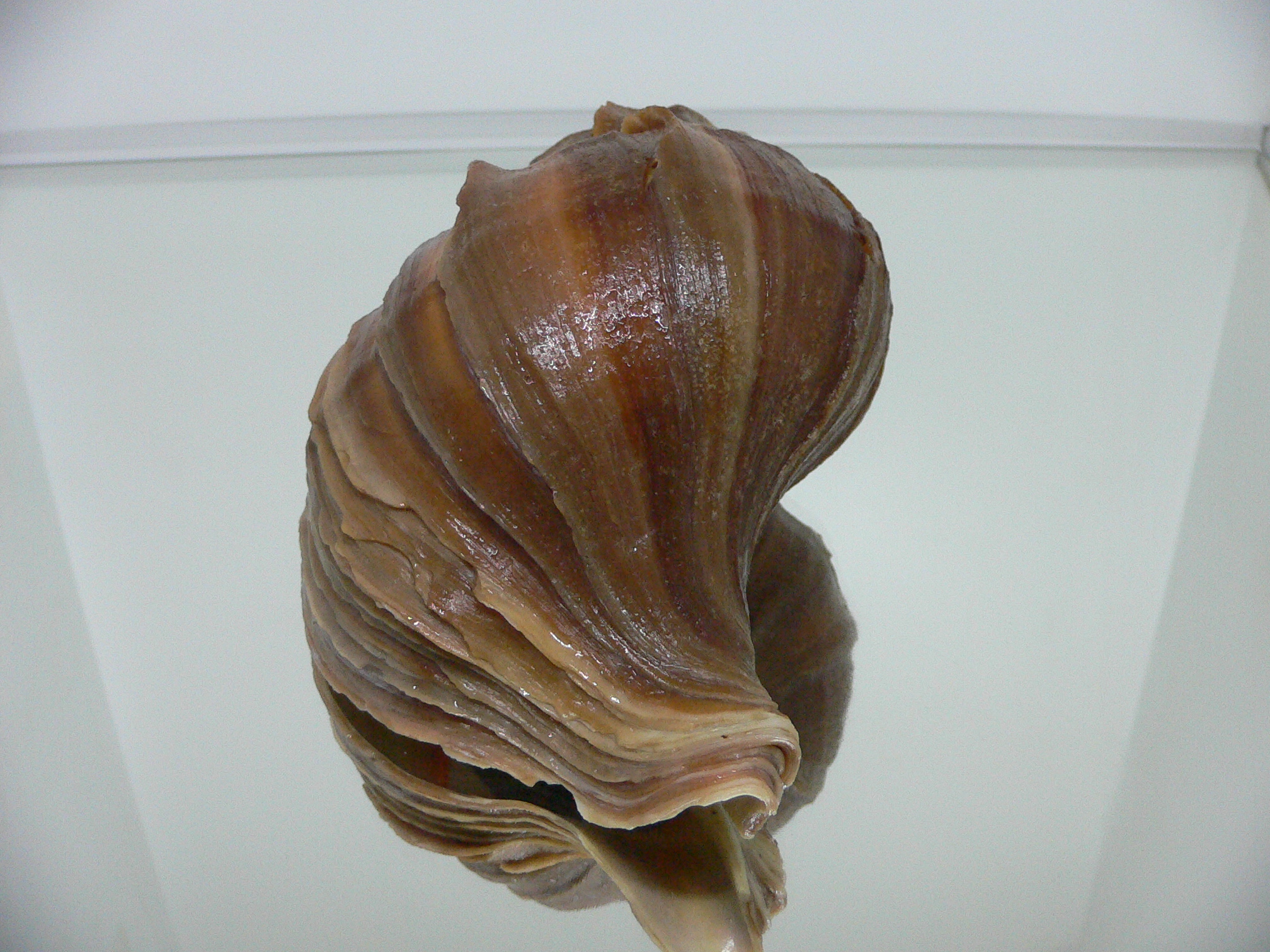 Neptunea polycostata polycostata TERRACOT