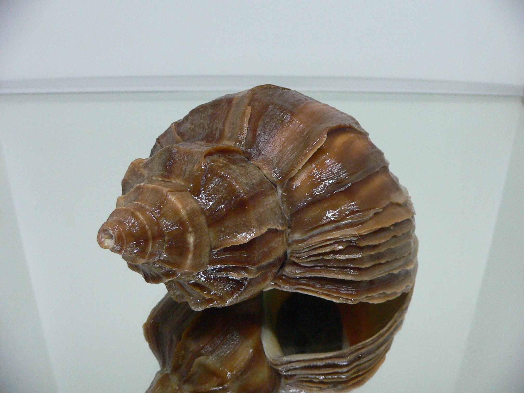 Neptunea polycostata polycostata TERRACOT
