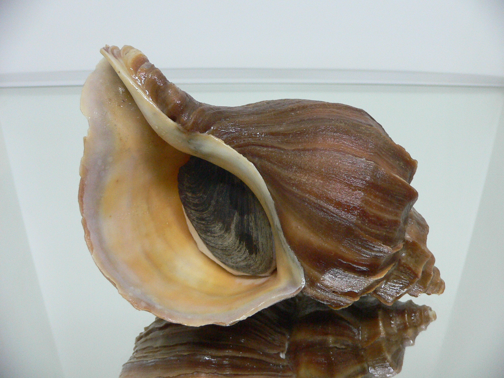Neptunea polycostata polycostata TERRACOT