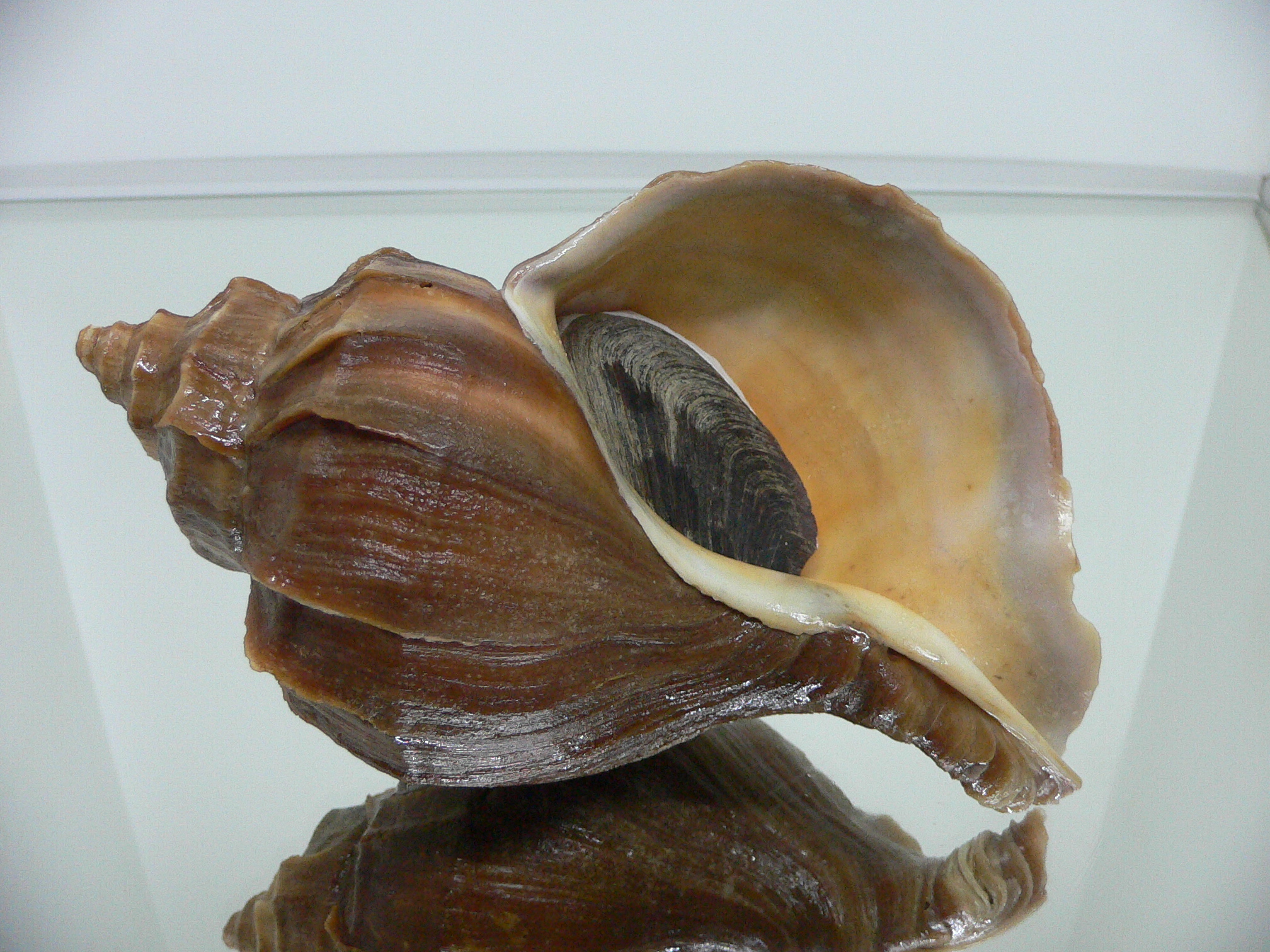 Neptunea polycostata polycostata TERRACOT