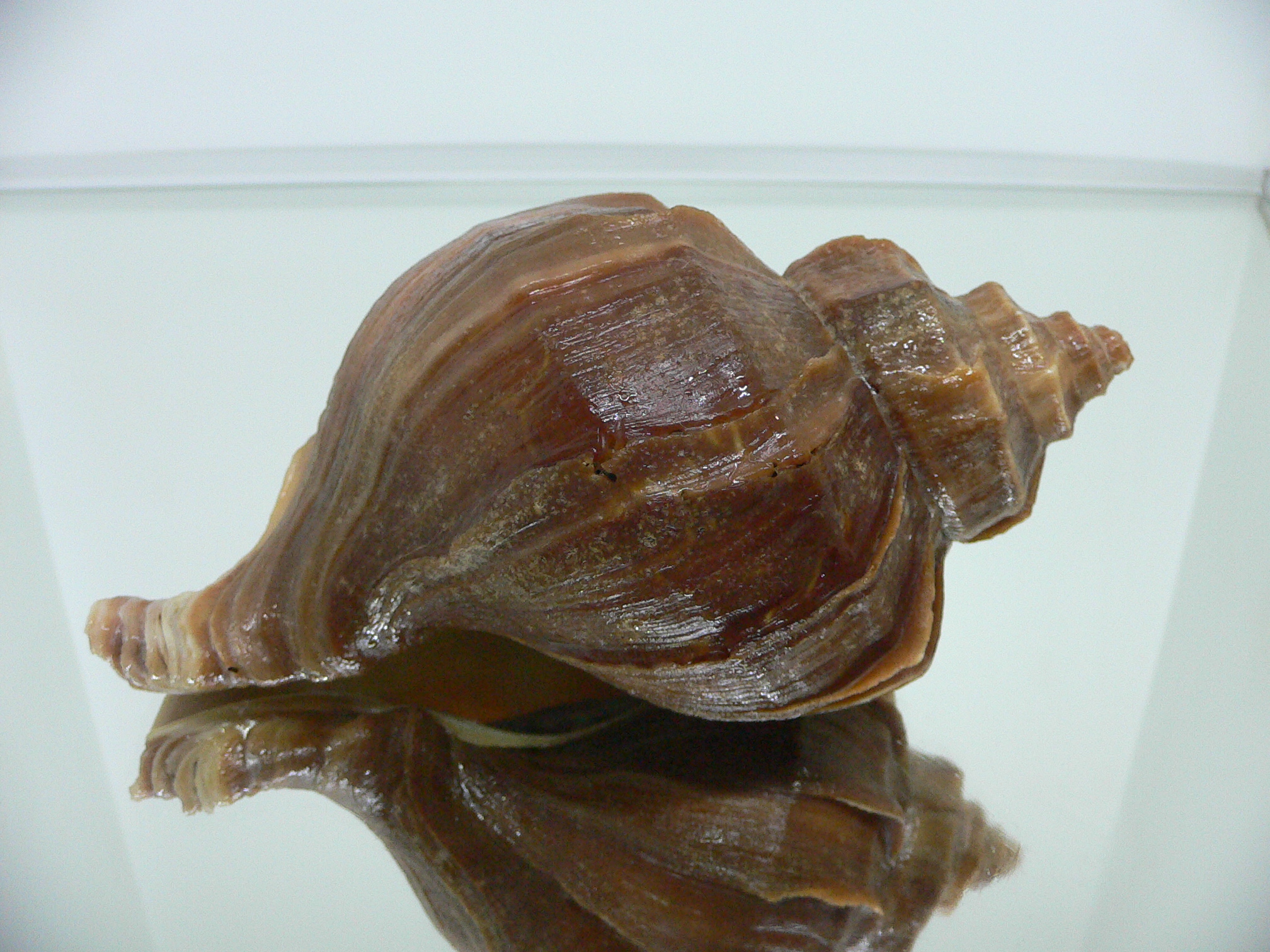 Neptunea polycostata polycostata TERRACOT