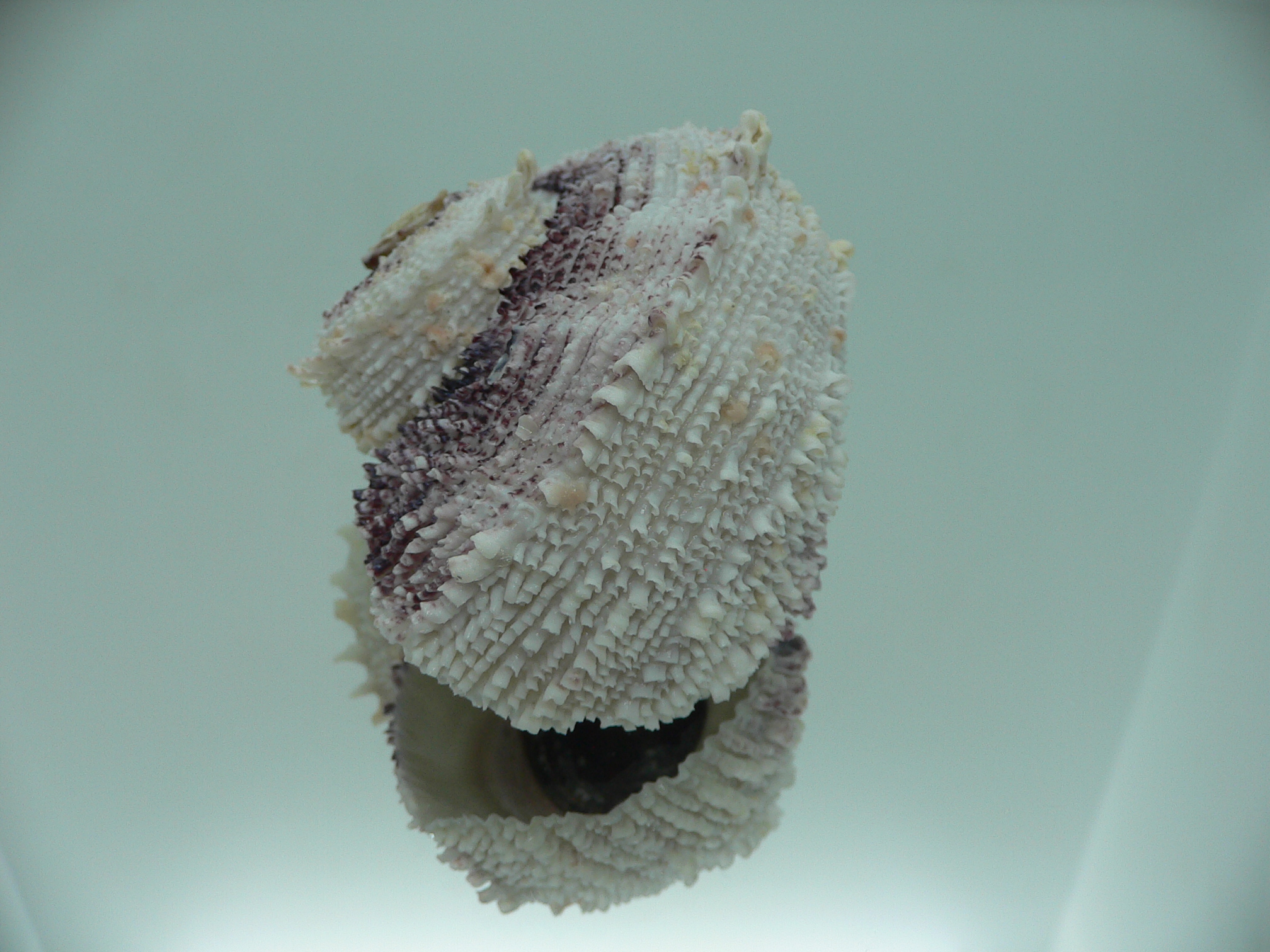 Angaria tyria ENDEMIC & BIG