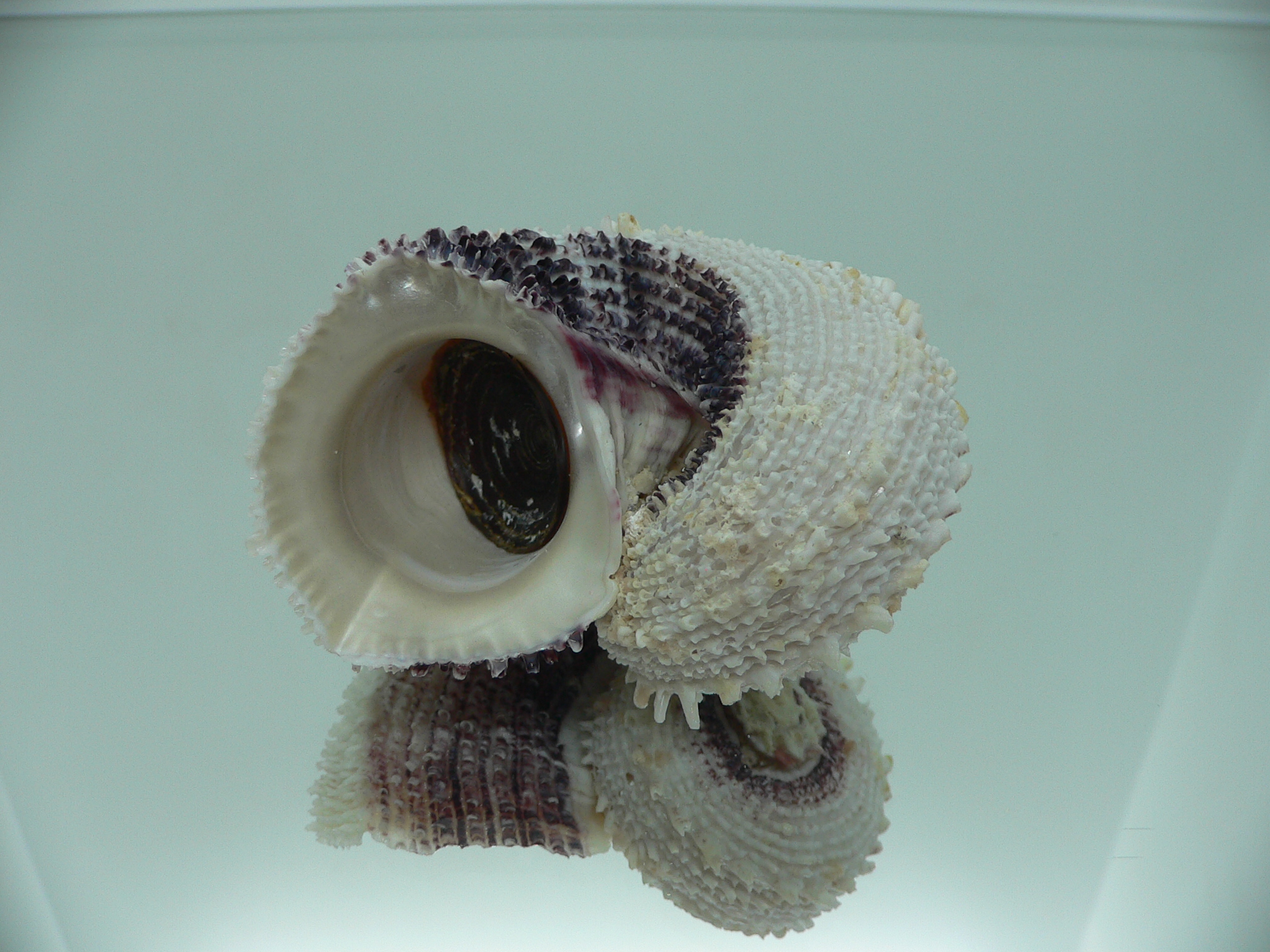 Angaria tyria ENDEMIC & BIG
