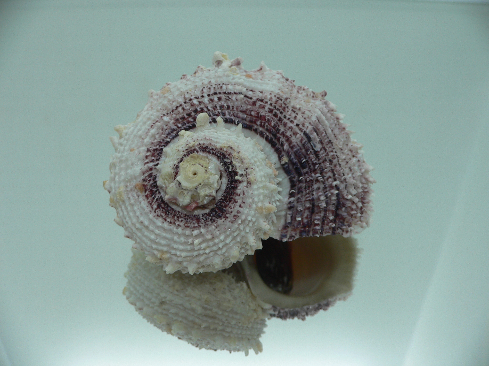 Angaria tyria ENDEMIC & BIG