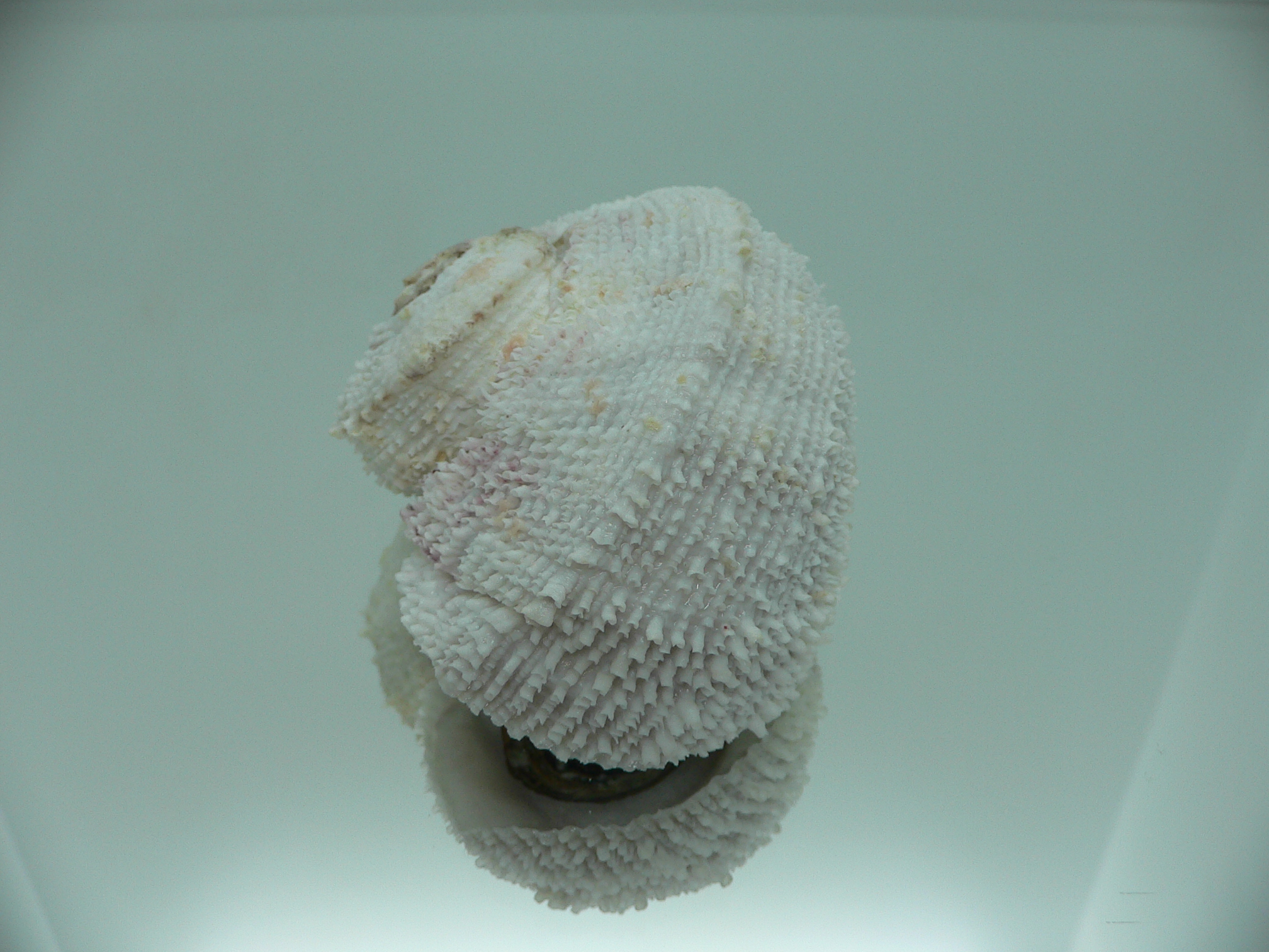 Angaria tyria ENDEMIC & WHITE