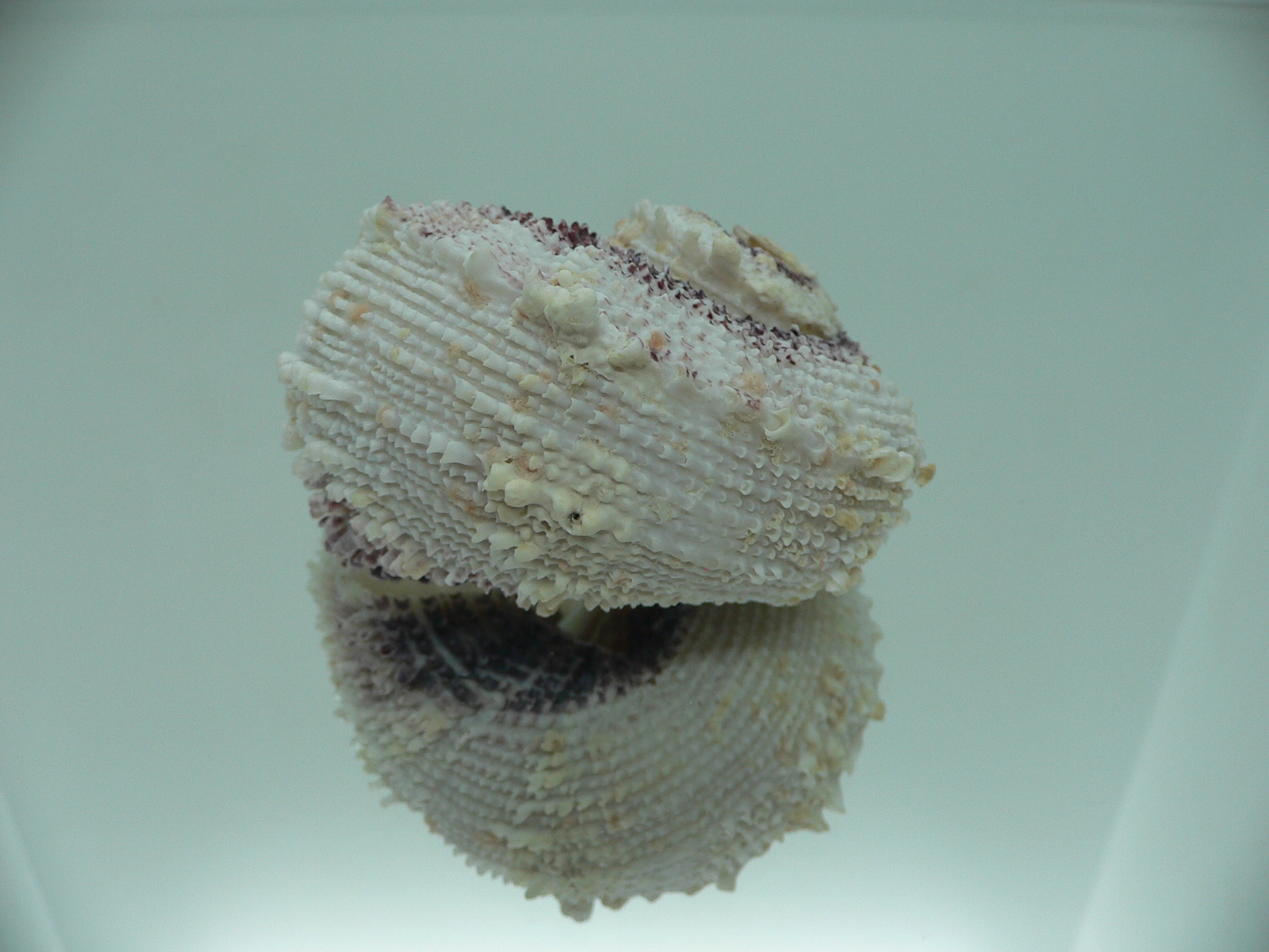 Angaria tyria ENDEMIC & BIG