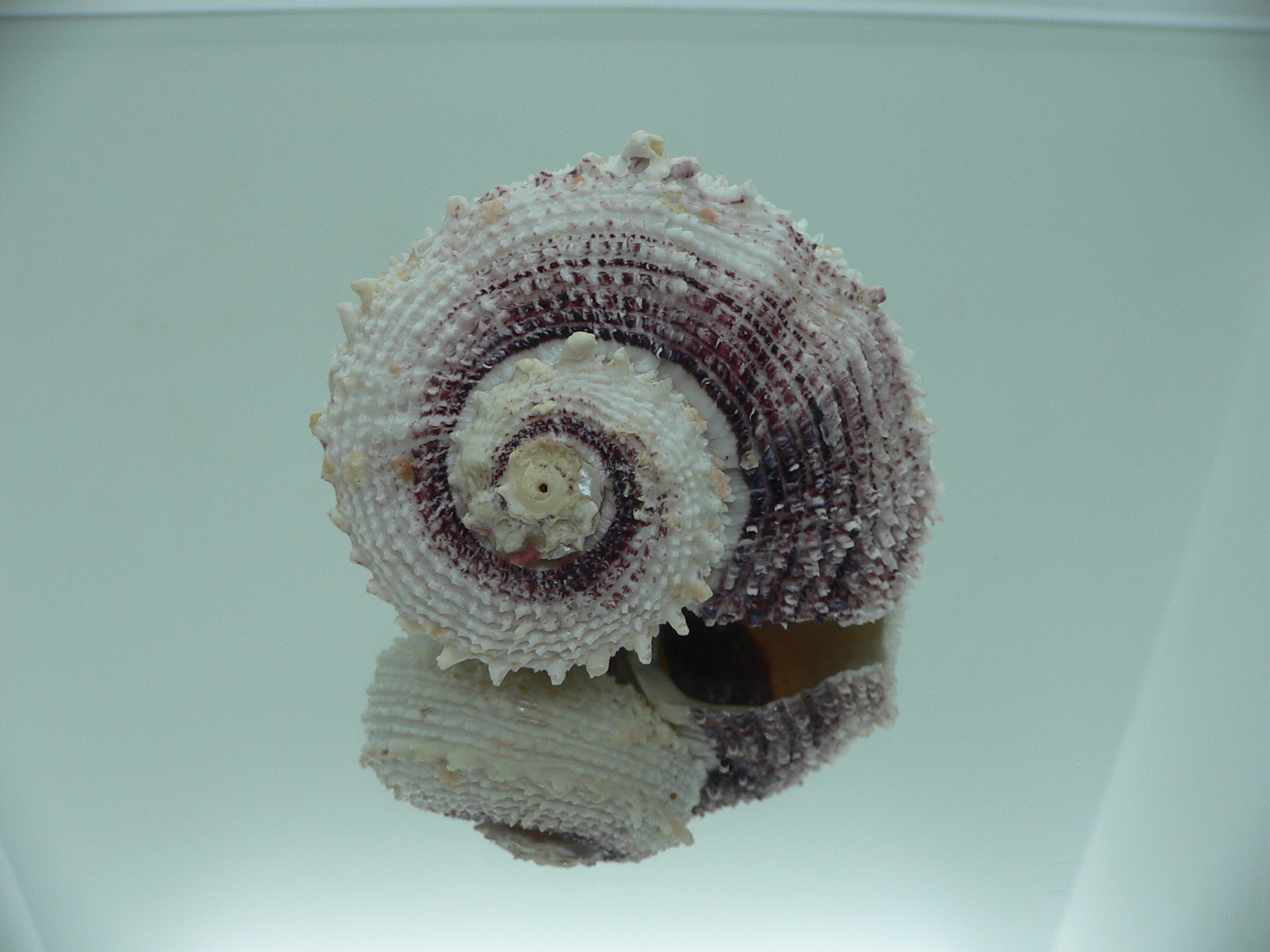 Angaria tyria ENDEMIC & BIG