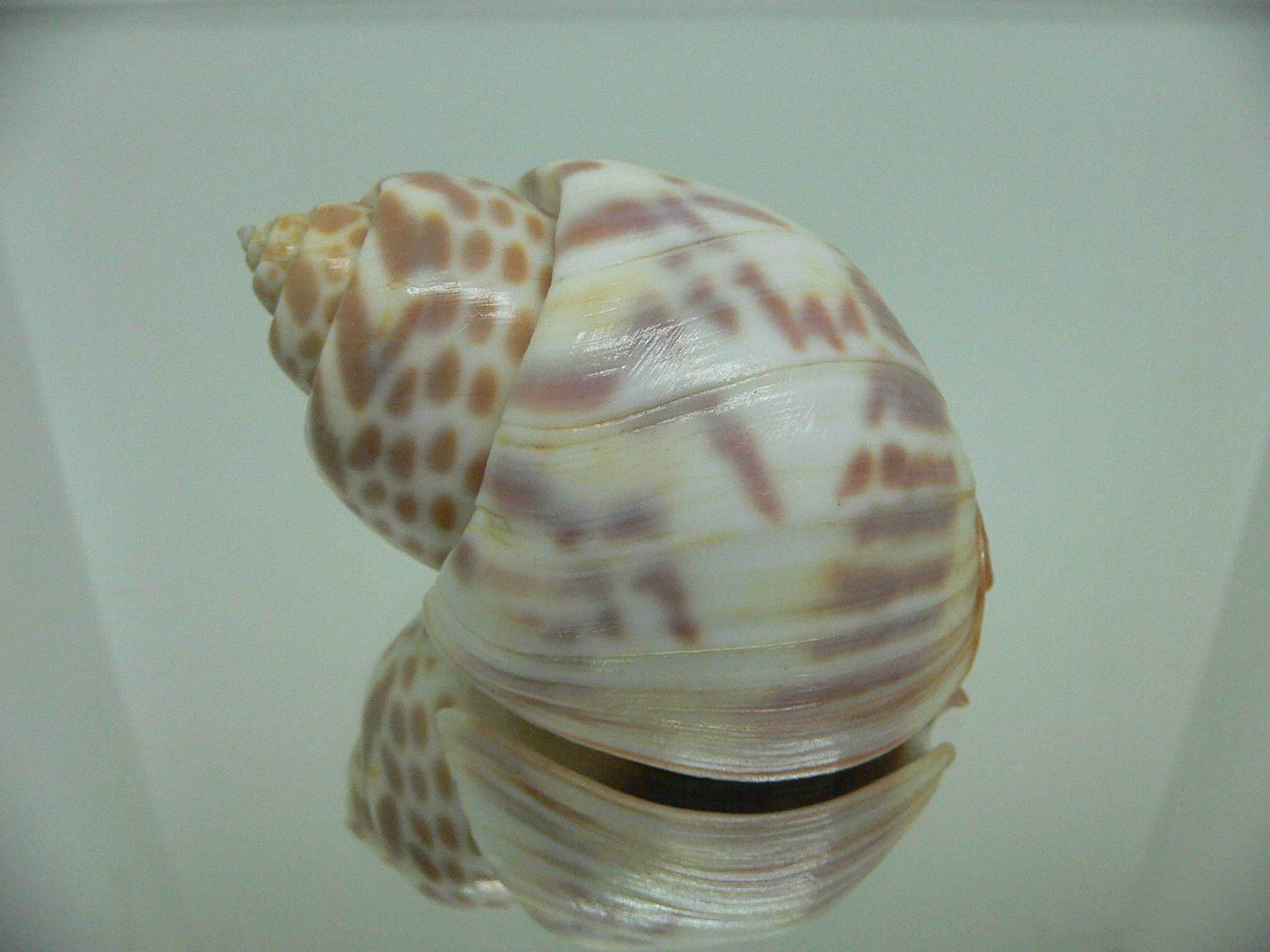 Babylonia valentiana