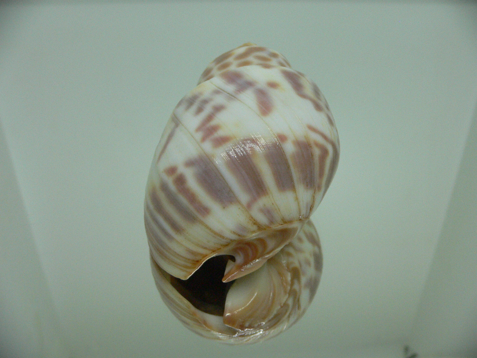 Babylonia valentiana