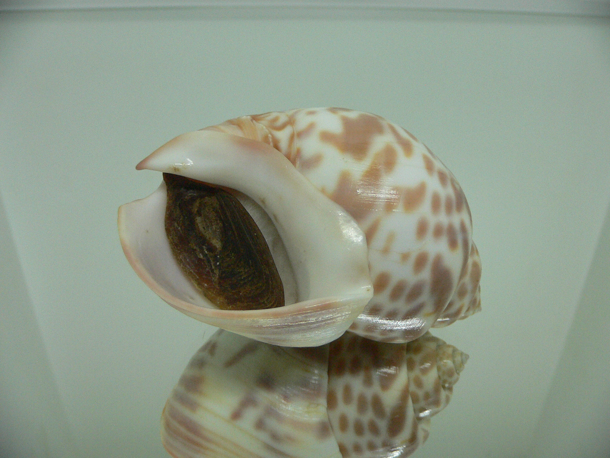 Babylonia valentiana