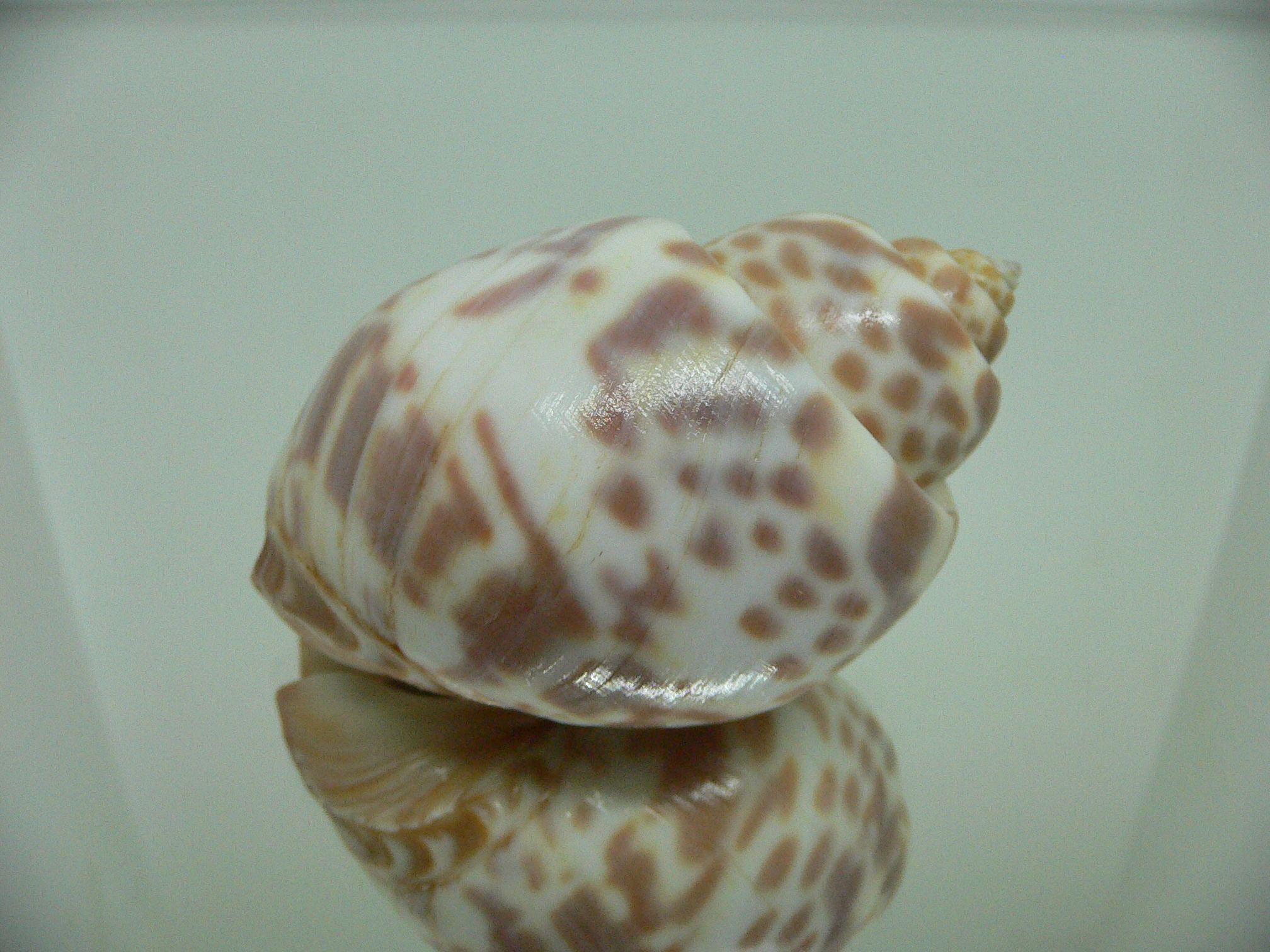 Babylonia valentiana
