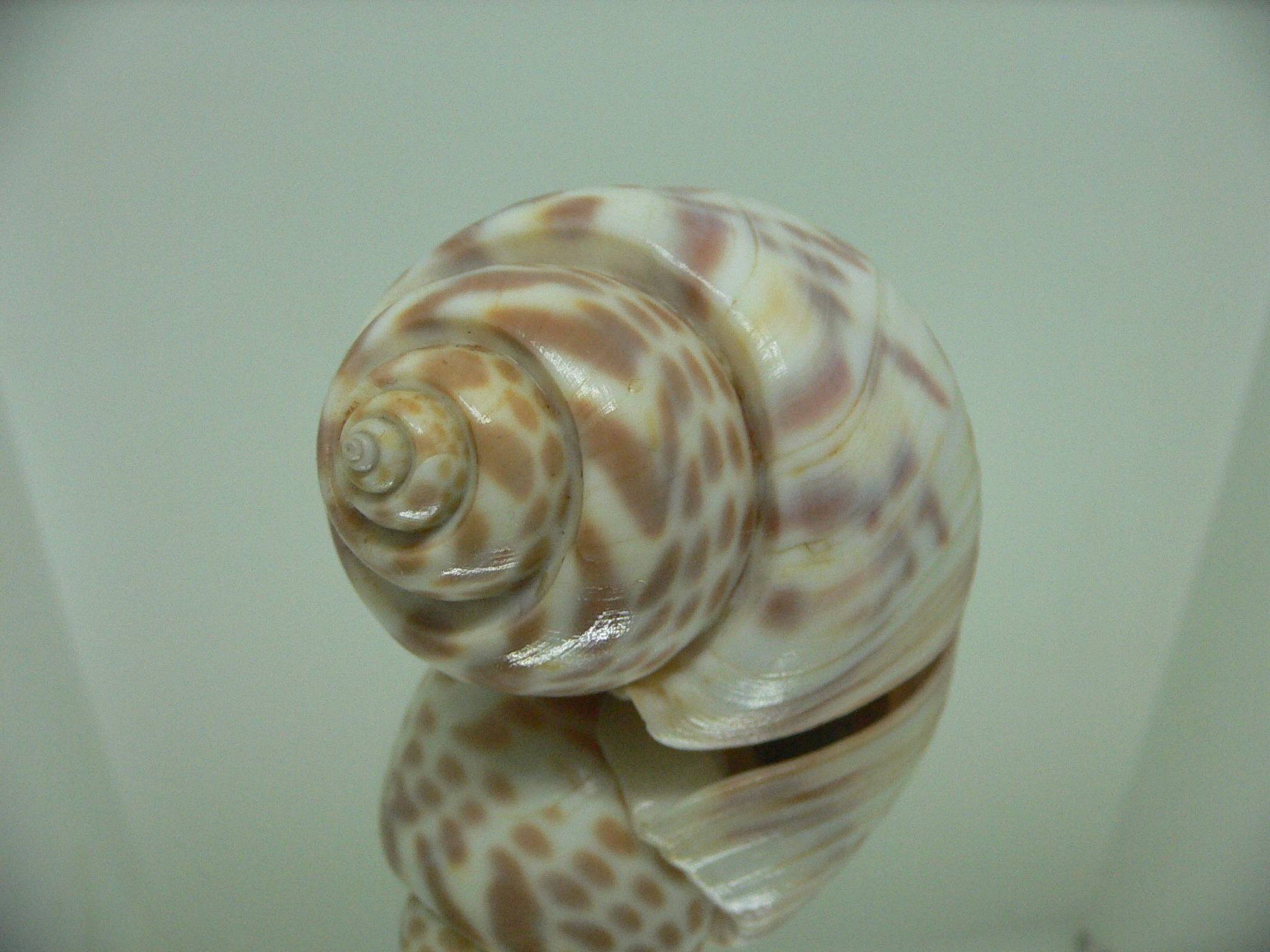 Babylonia valentiana