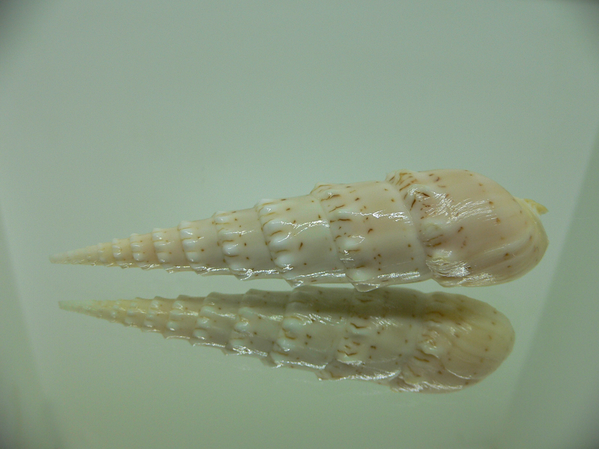 Oxymeris crenulata fimbriata (var.)