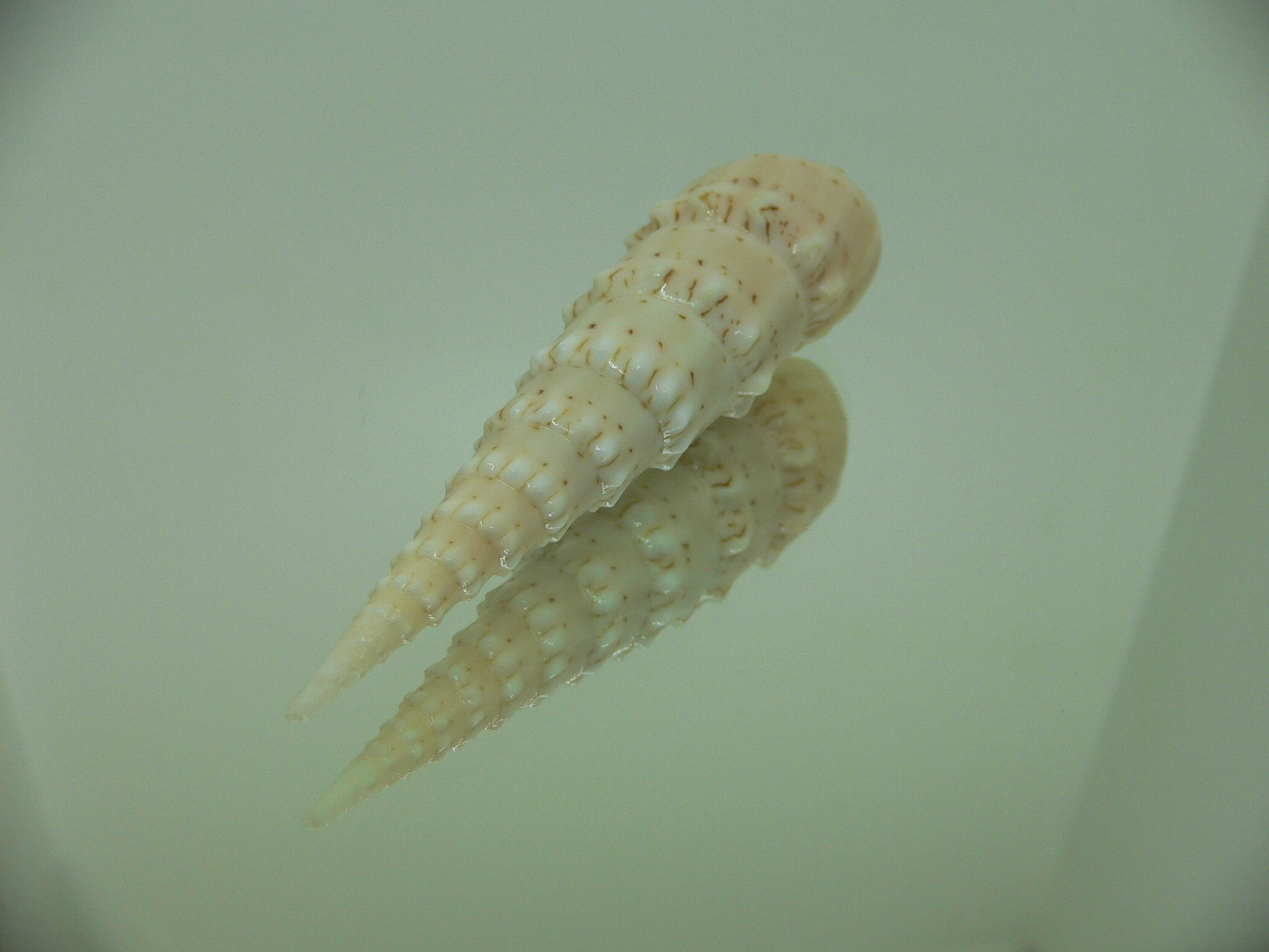 Oxymeris crenulata fimbriata (var.)