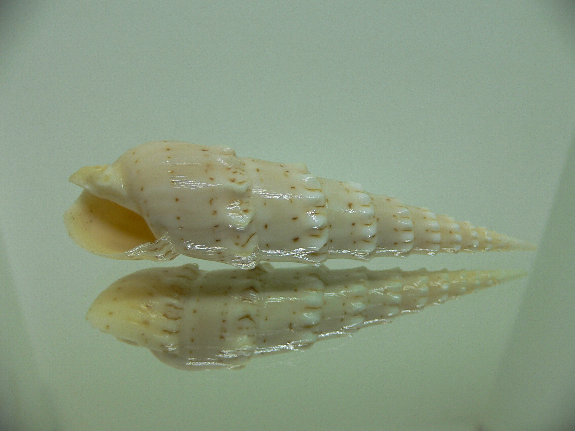 Oxymeris crenulata fimbriata (var.)