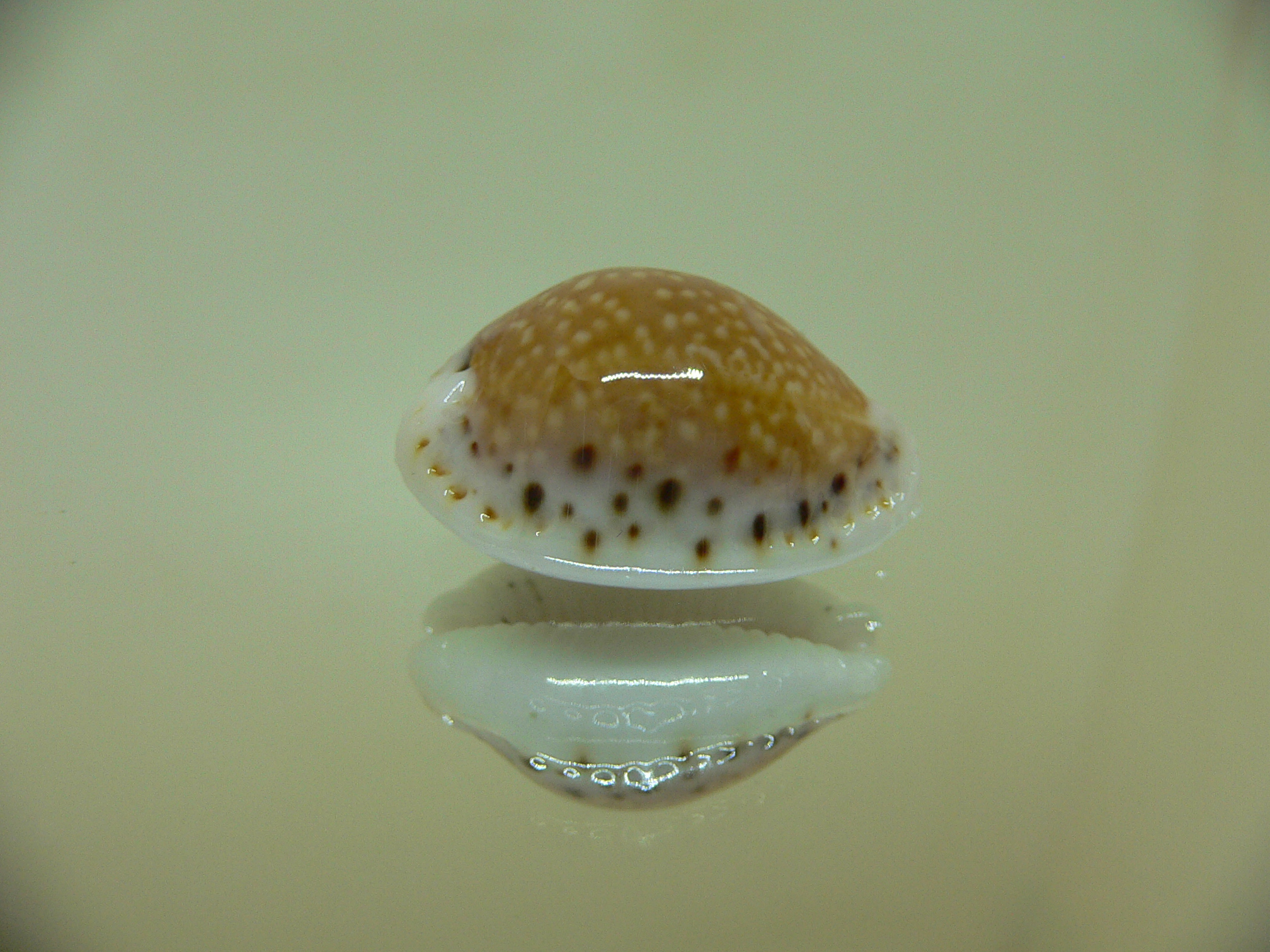 Cypraea cernica leforti ENDEMIC & SUPER SPOTS