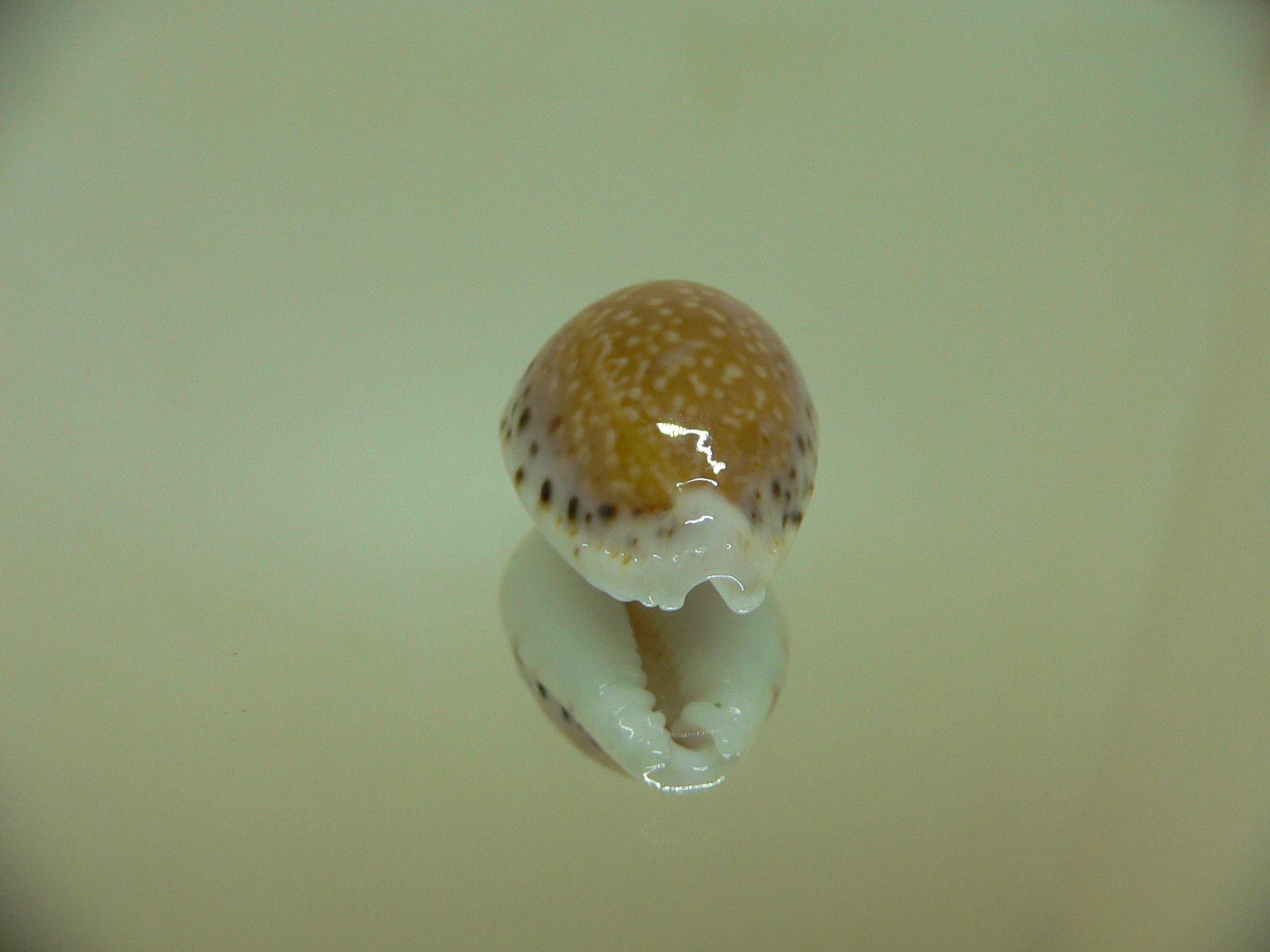 Cypraea cernica leforti ENDEMIC & SUPER SPOTS