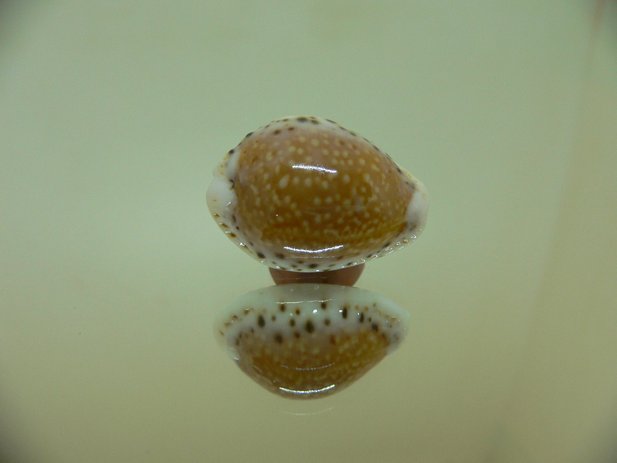 Cypraea cernica leforti ENDEMIC & SUPER SPOTS