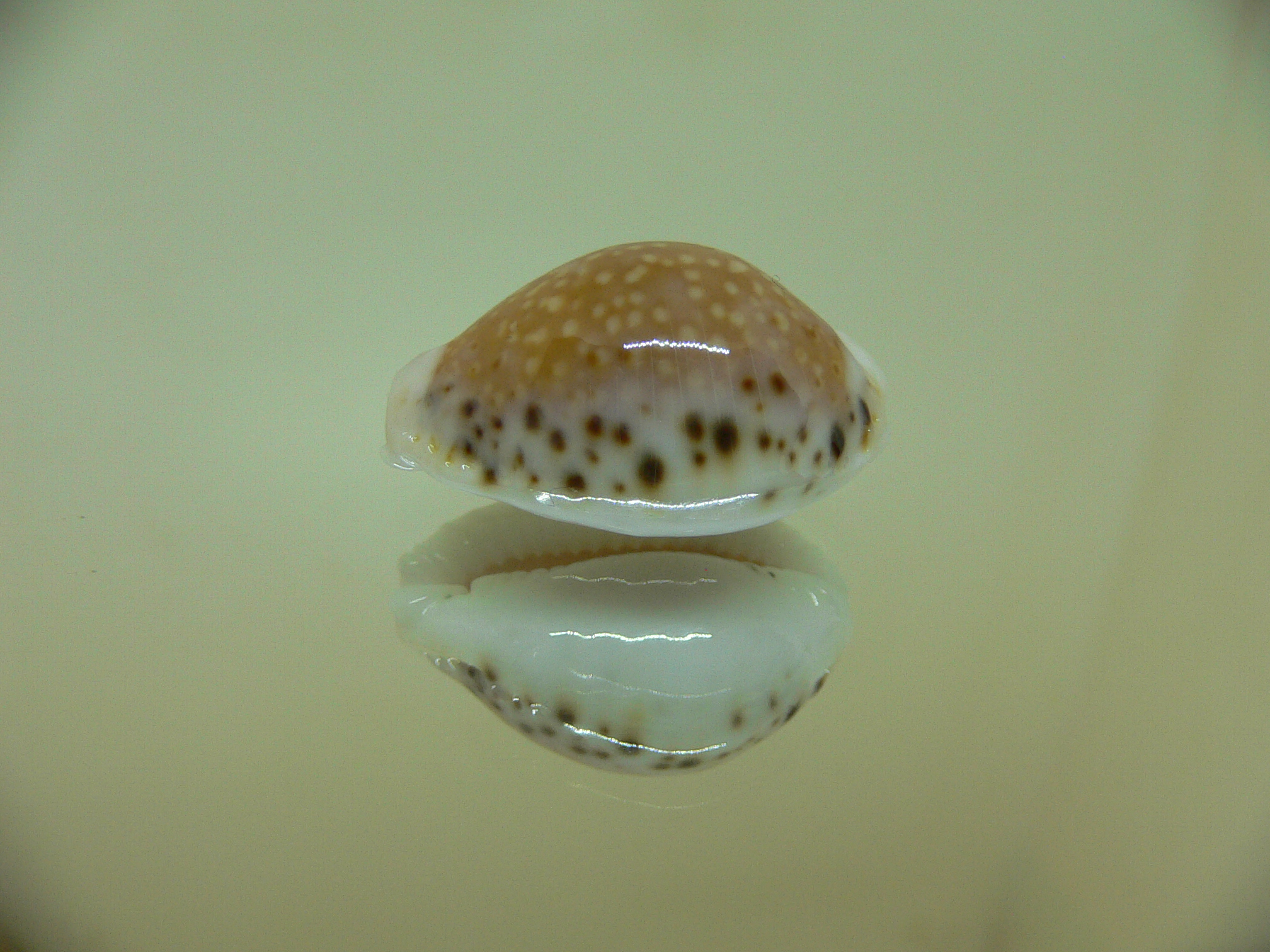 Cypraea cernica leforti ENDEMIC & SUPER SPOTS