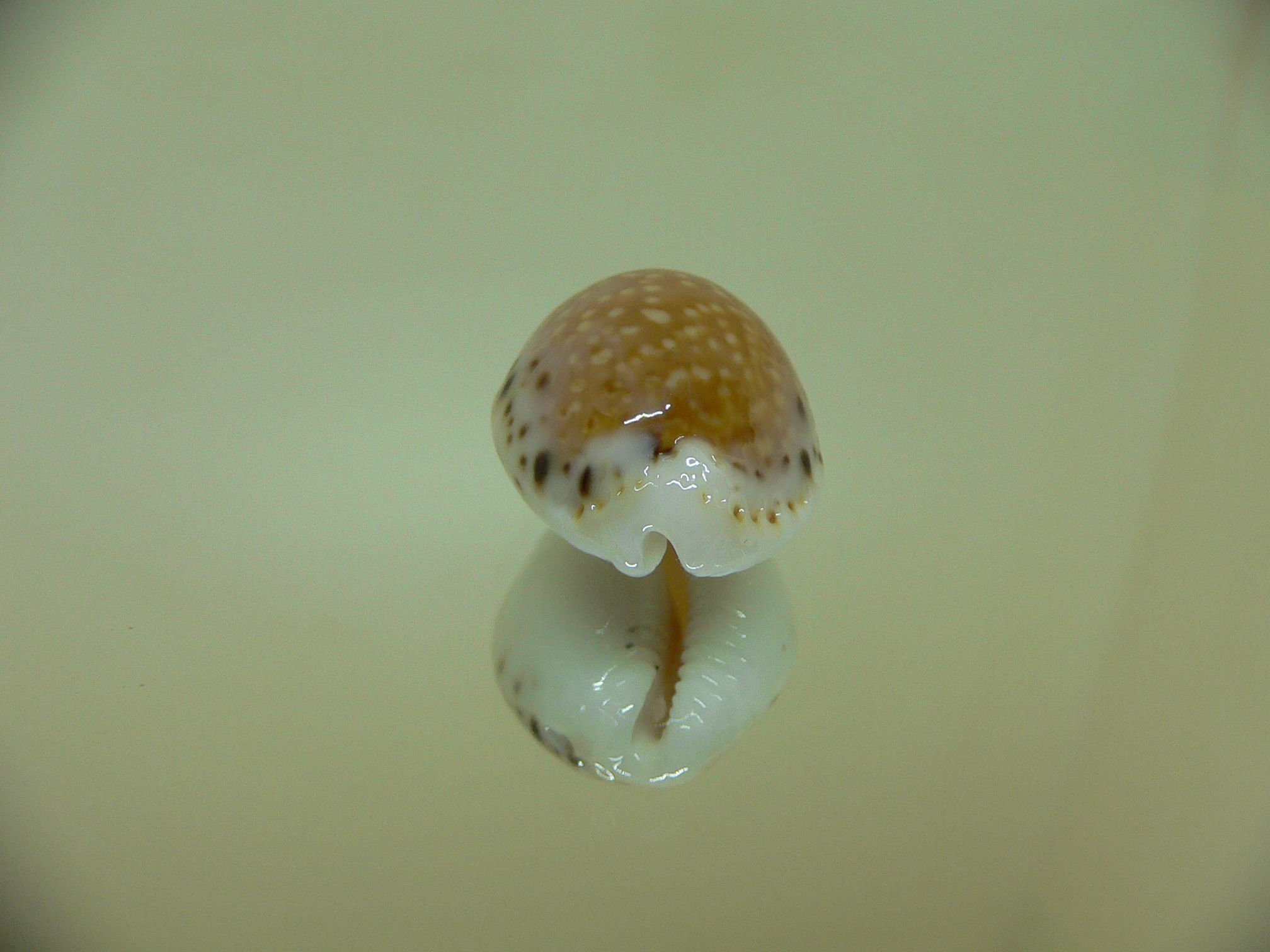 Cypraea cernica leforti ENDEMIC & SUPER SPOTS