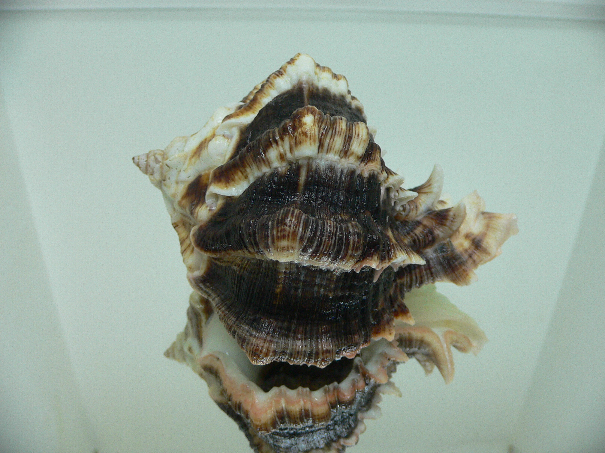 Hexaplex kuesterianus BIG & DARK