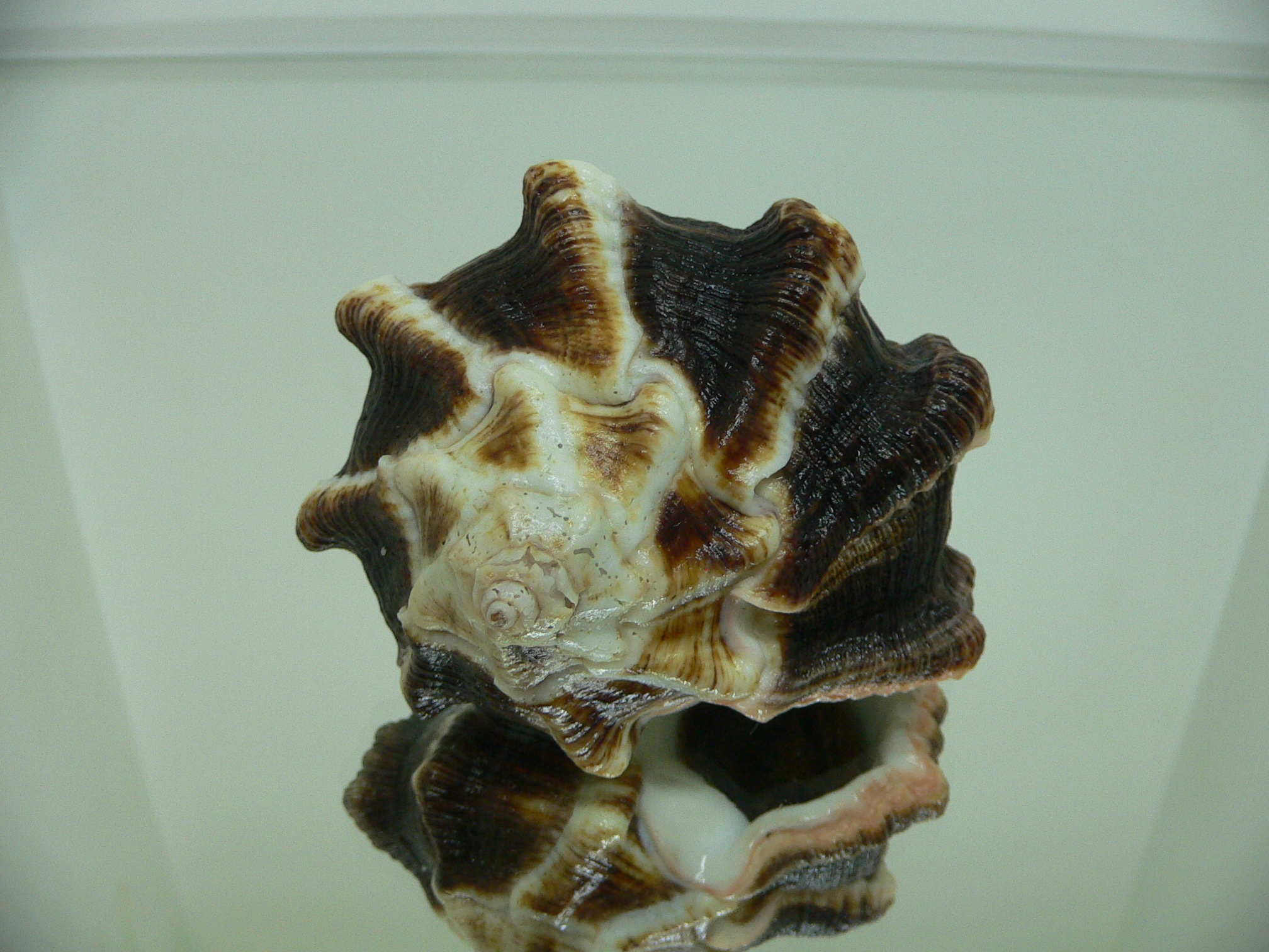 Hexaplex kuesterianus BIG & DARK
