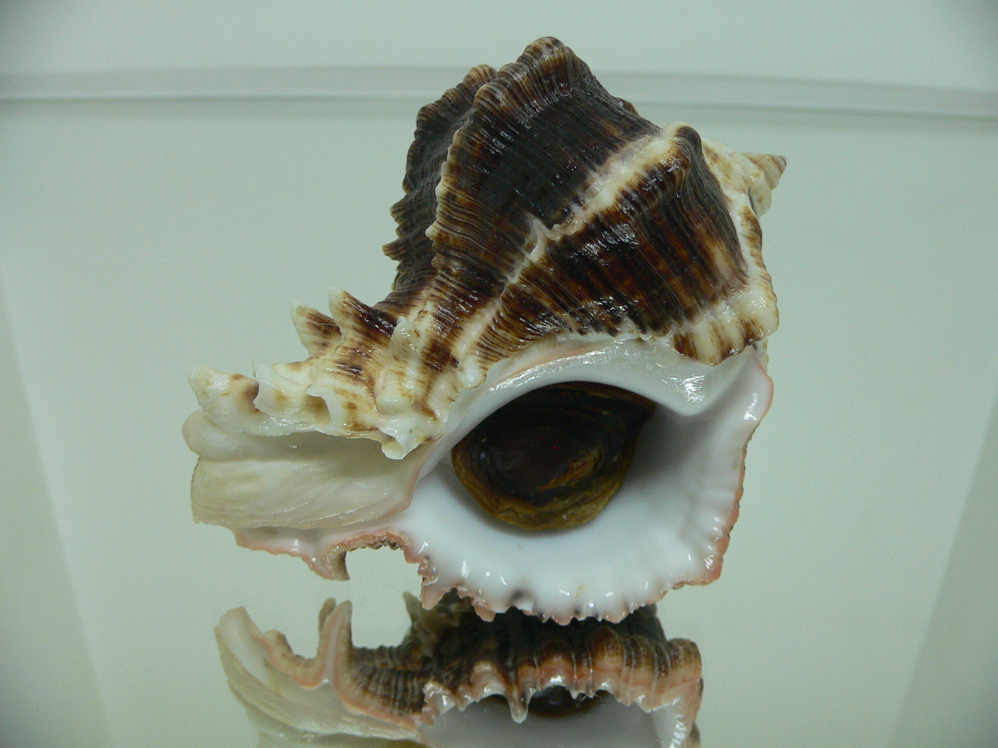 Hexaplex kuesterianus BIG & DARK