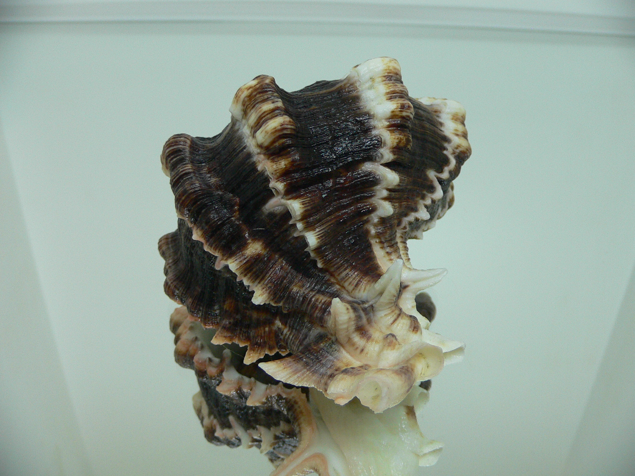 Hexaplex kuesterianus BIG & DARK