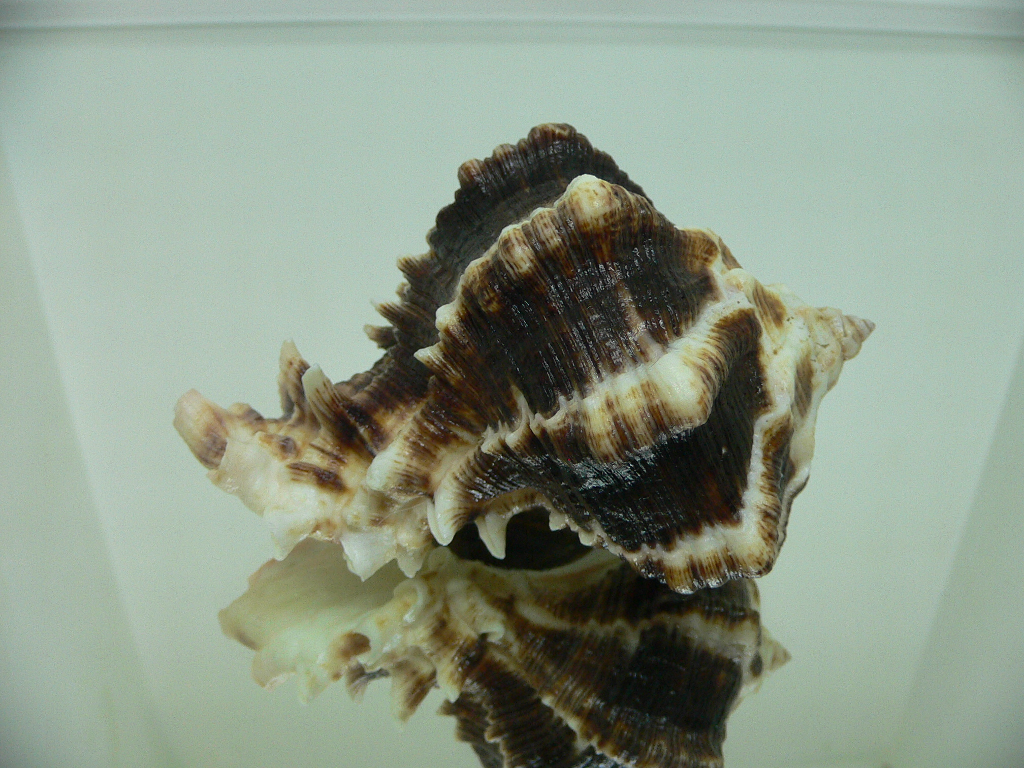 Hexaplex kuesterianus BIG & DARK