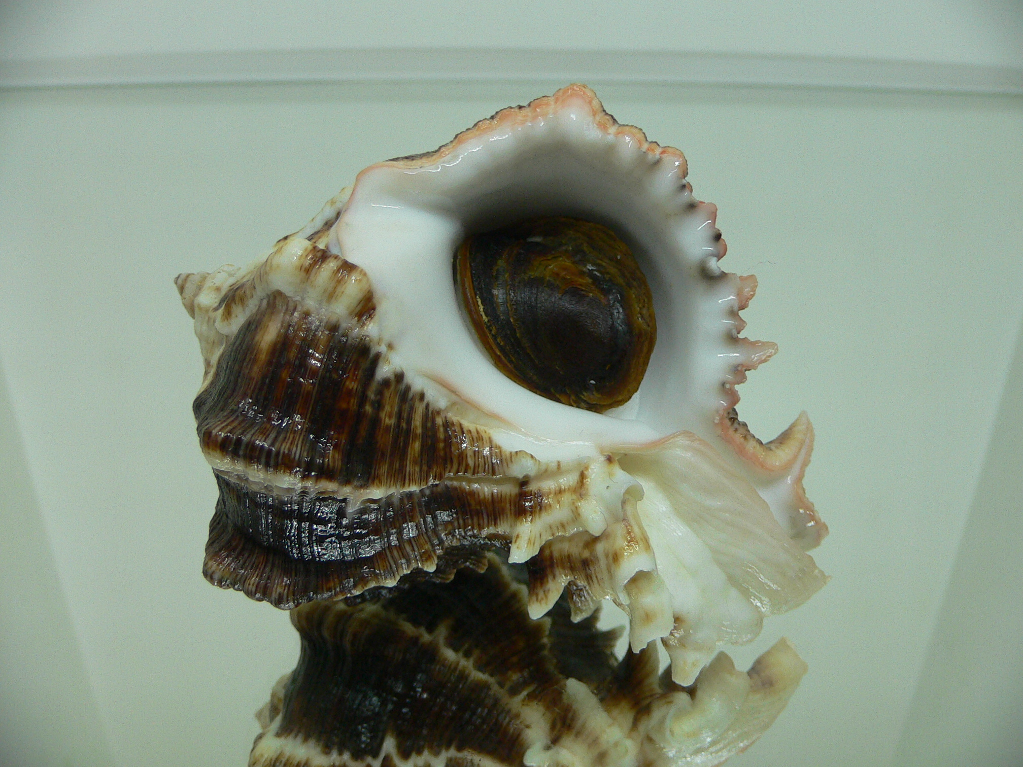 Hexaplex kuesterianus BIG & DARK