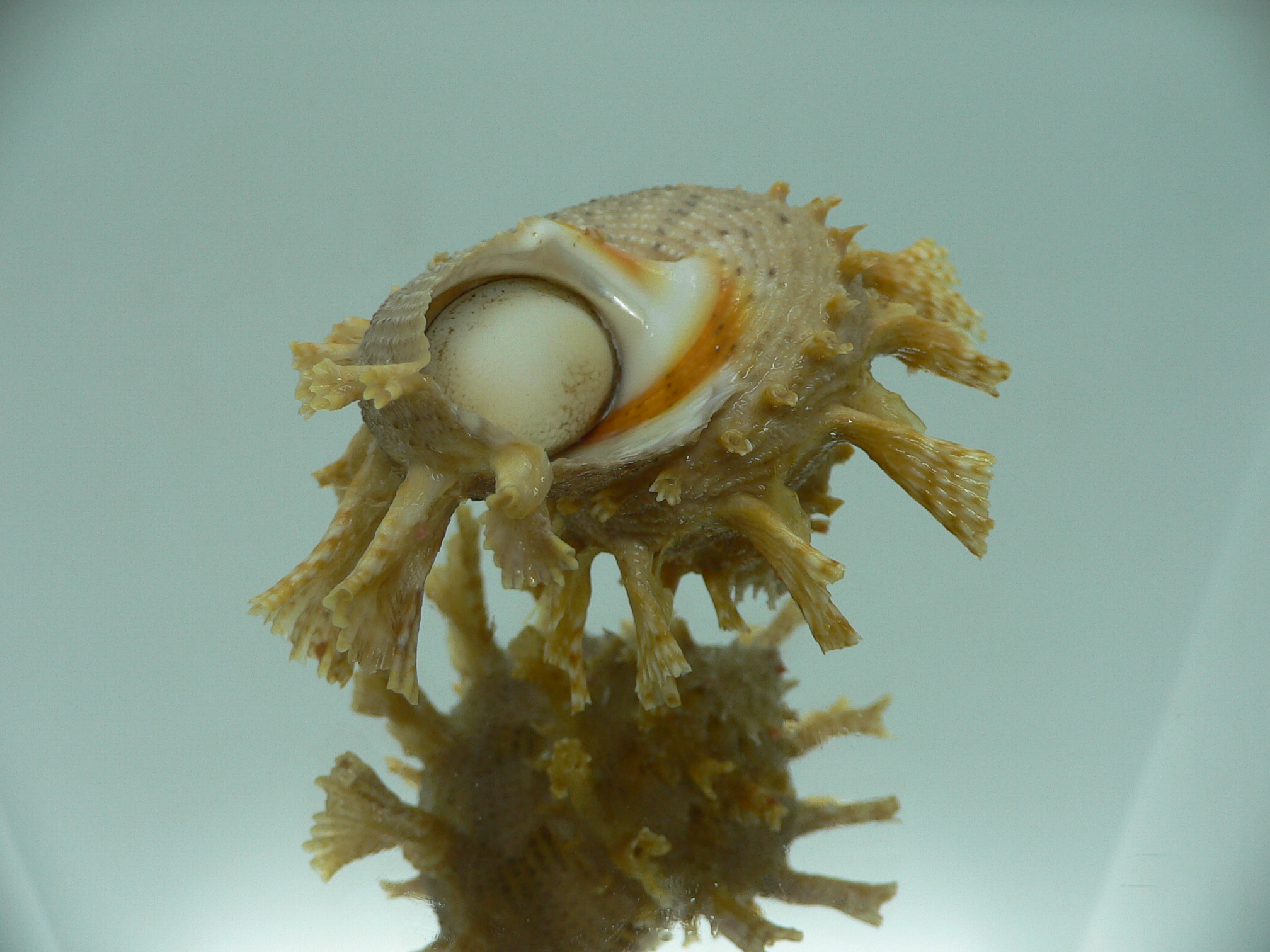 Harisazaea girgyllus BIG & BEIGE