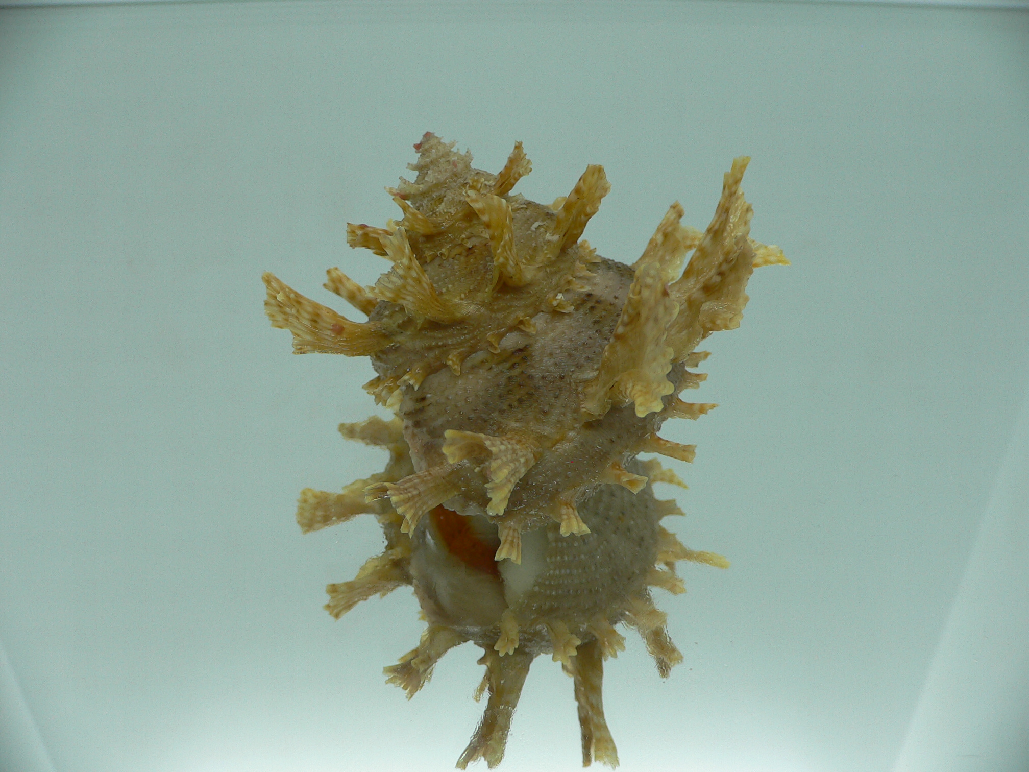 Harisazaea girgyllus BIG & BEIGE