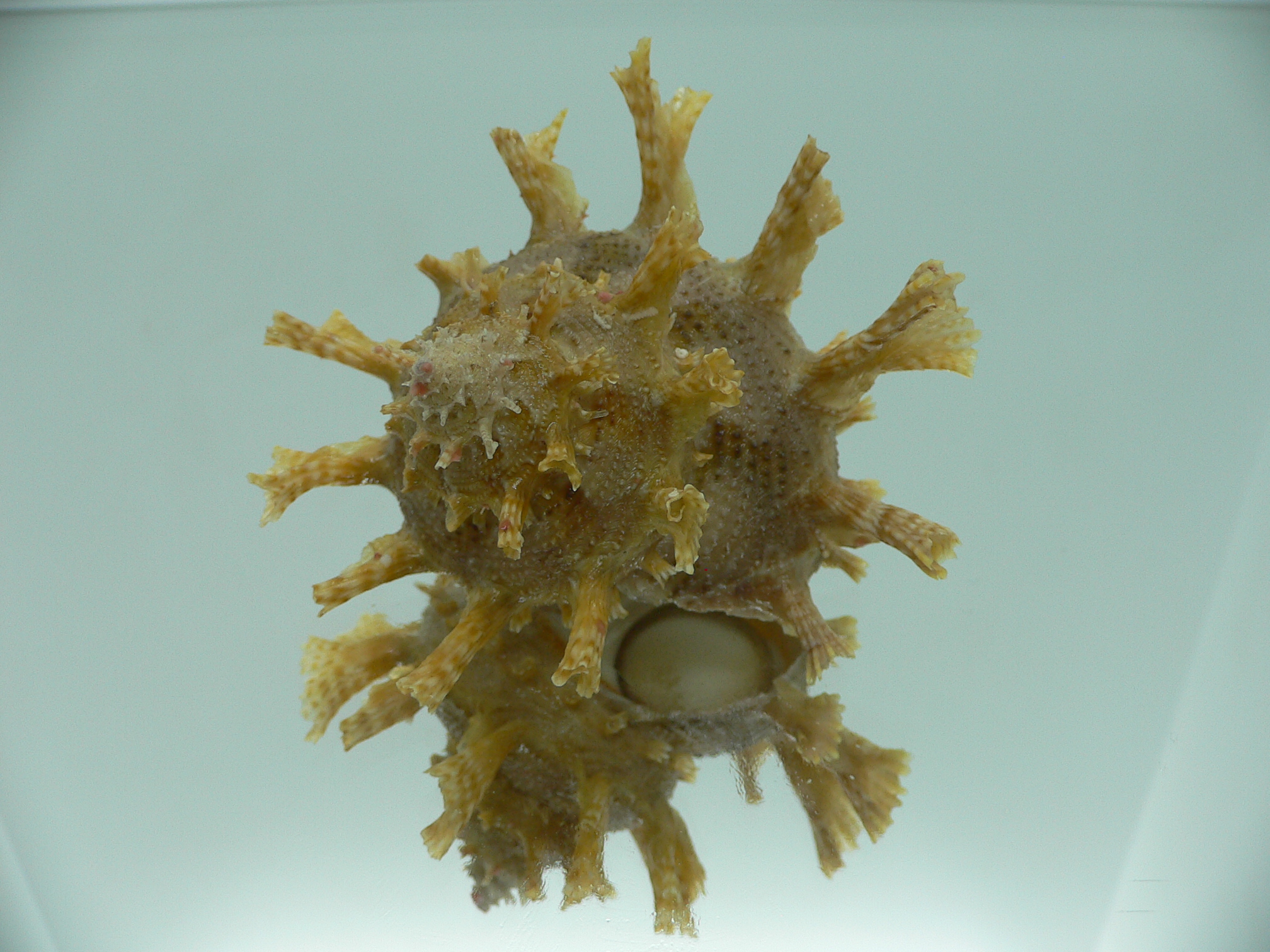 Harisazaea girgyllus BIG & BEIGE