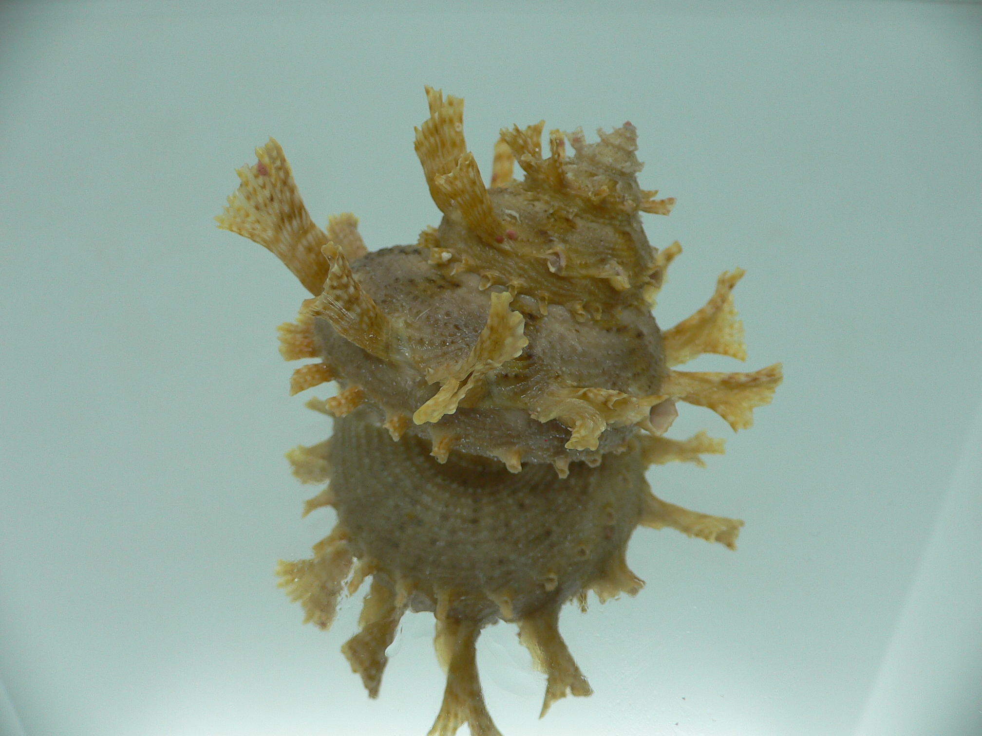 Harisazaea girgyllus BIG & BEIGE